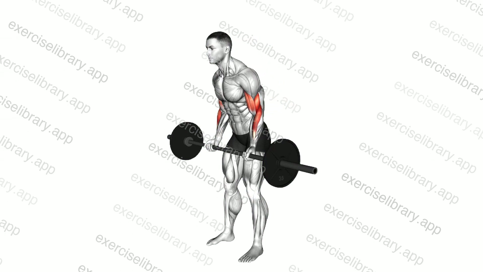 Cheat Curl demonstration