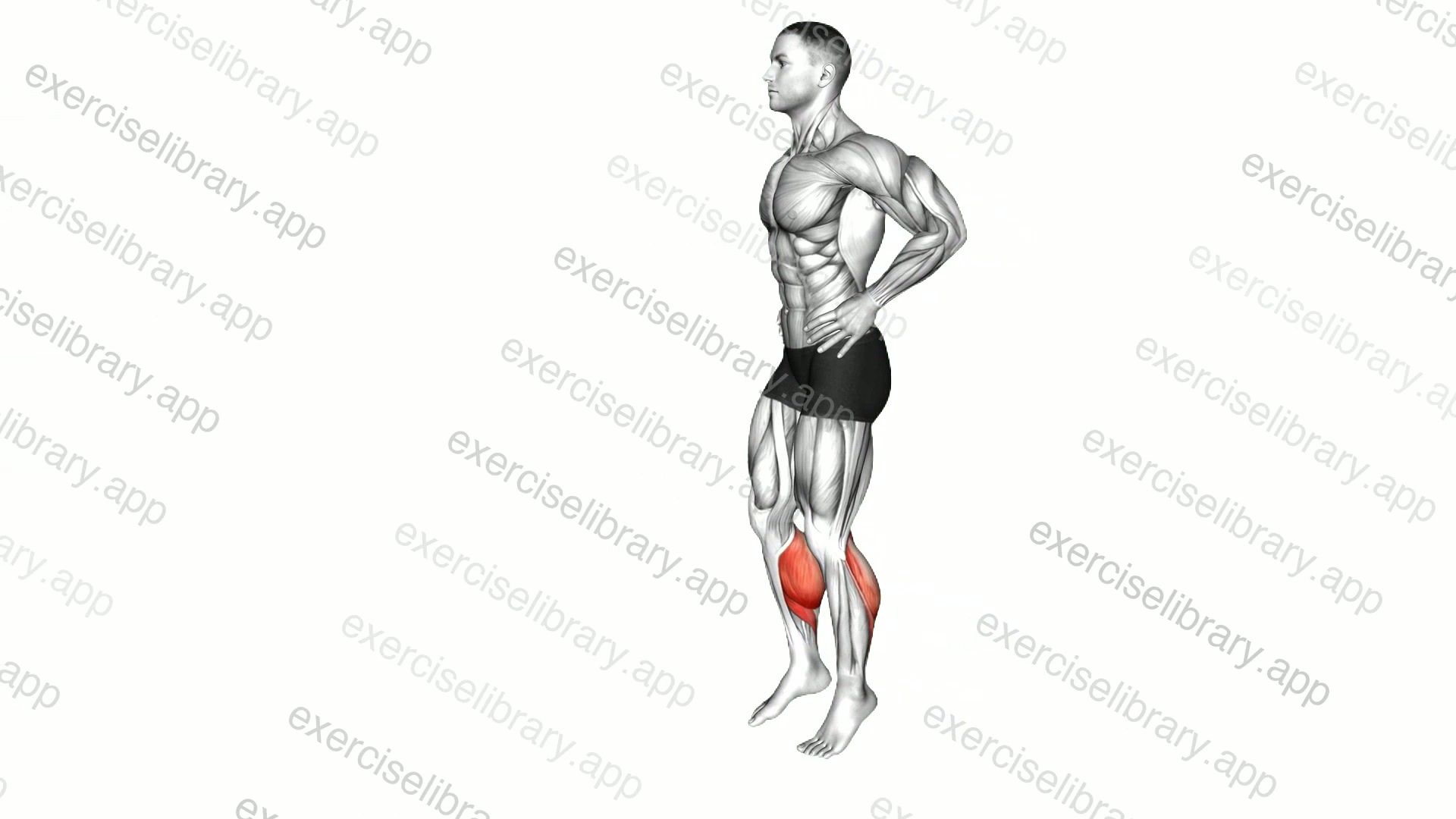 Bodyweight Walking Calf Raise demonstration