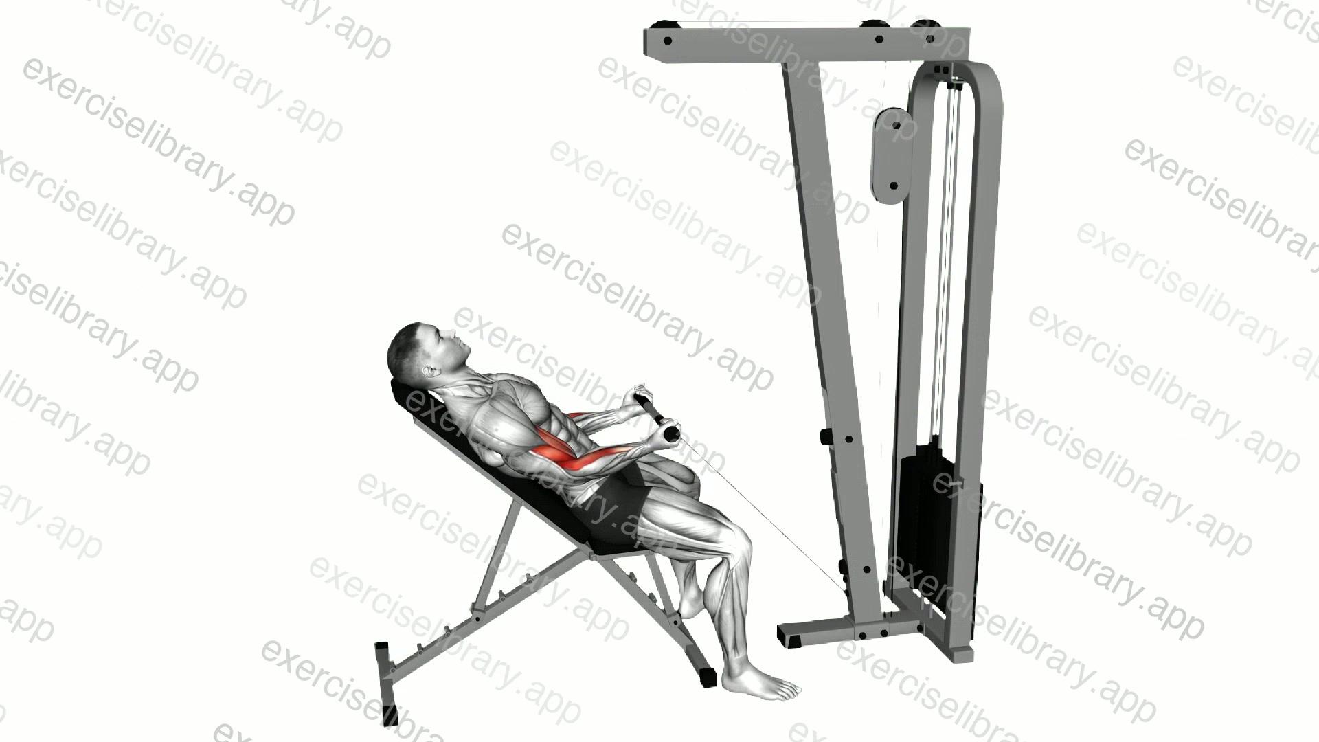 Cable Incline Biceps Curl demonstration