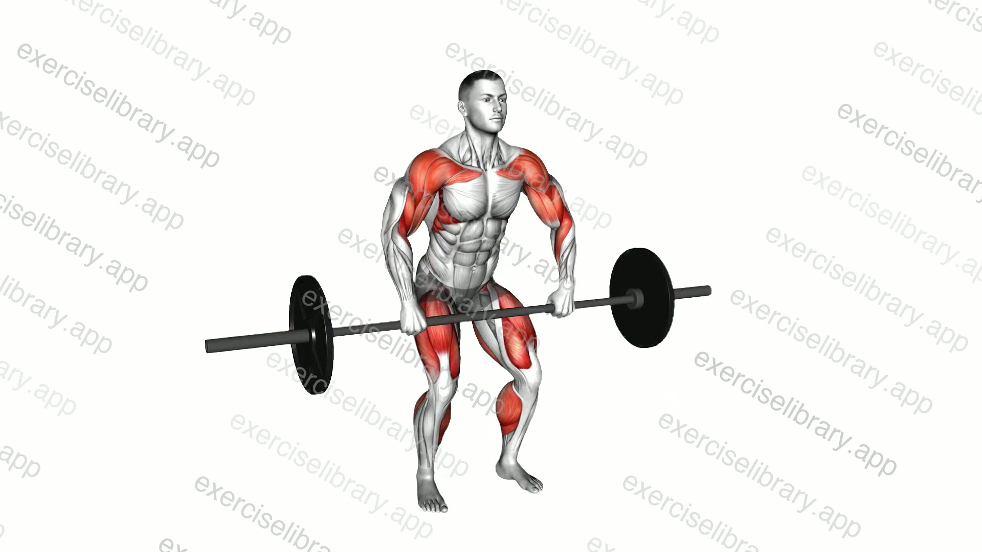 Barbell Clean High Pull demonstration