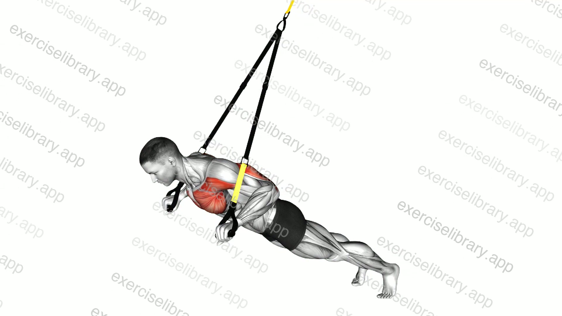 Suspender Chest Press demonstration