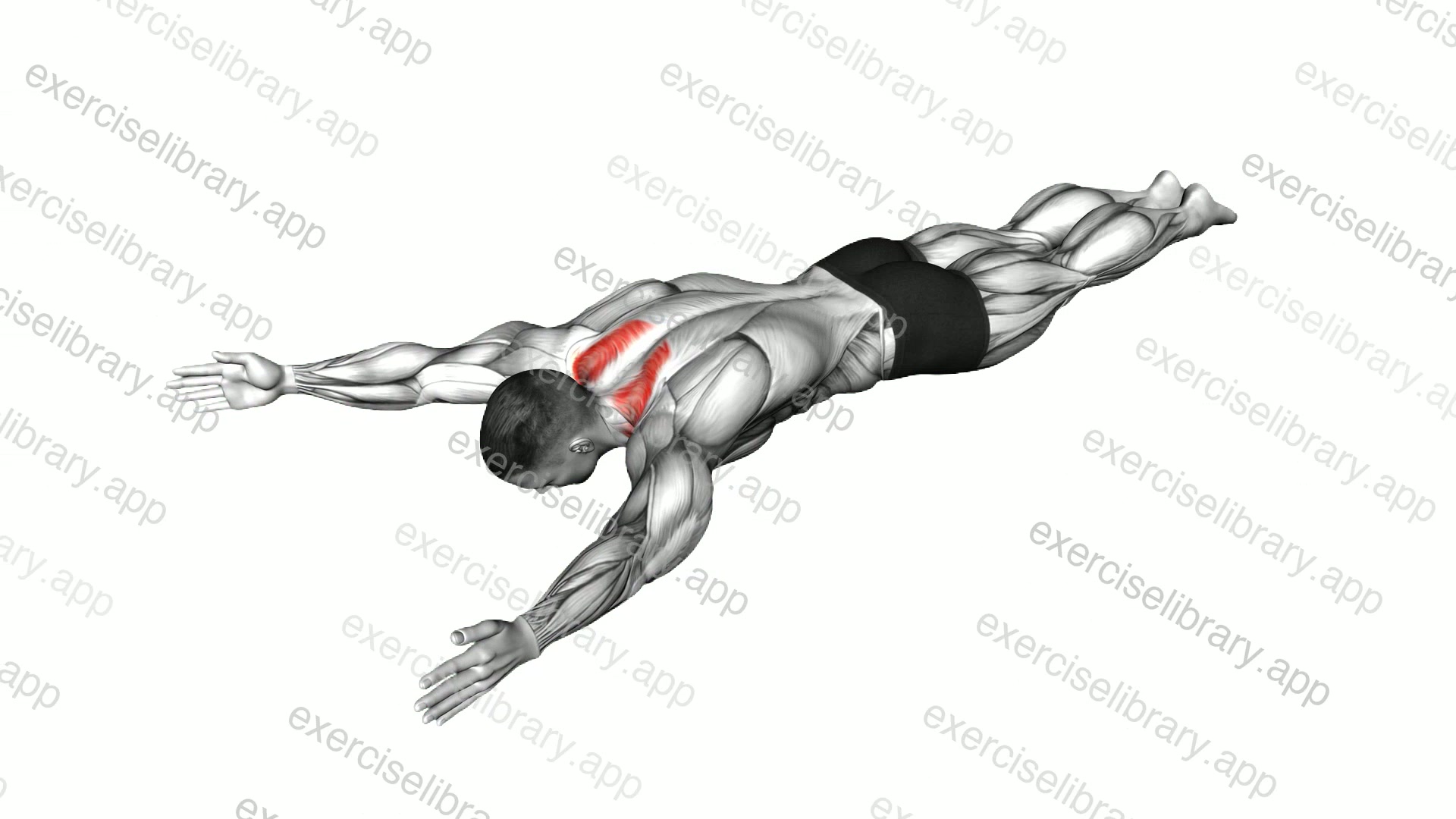 Bodyweight Lying Prone Ys demonstration