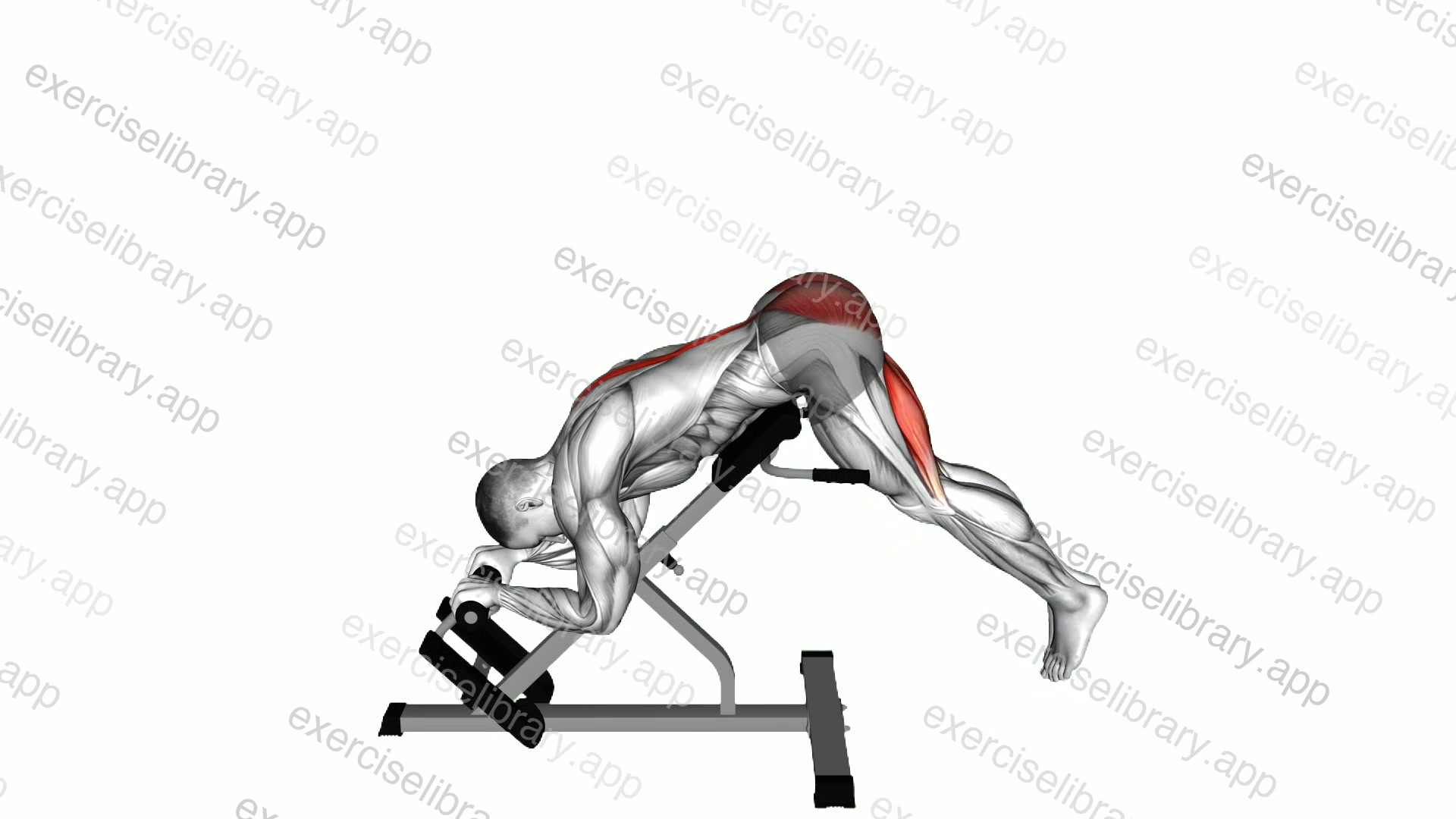 45 degrees Reverse Hyperextension demonstration