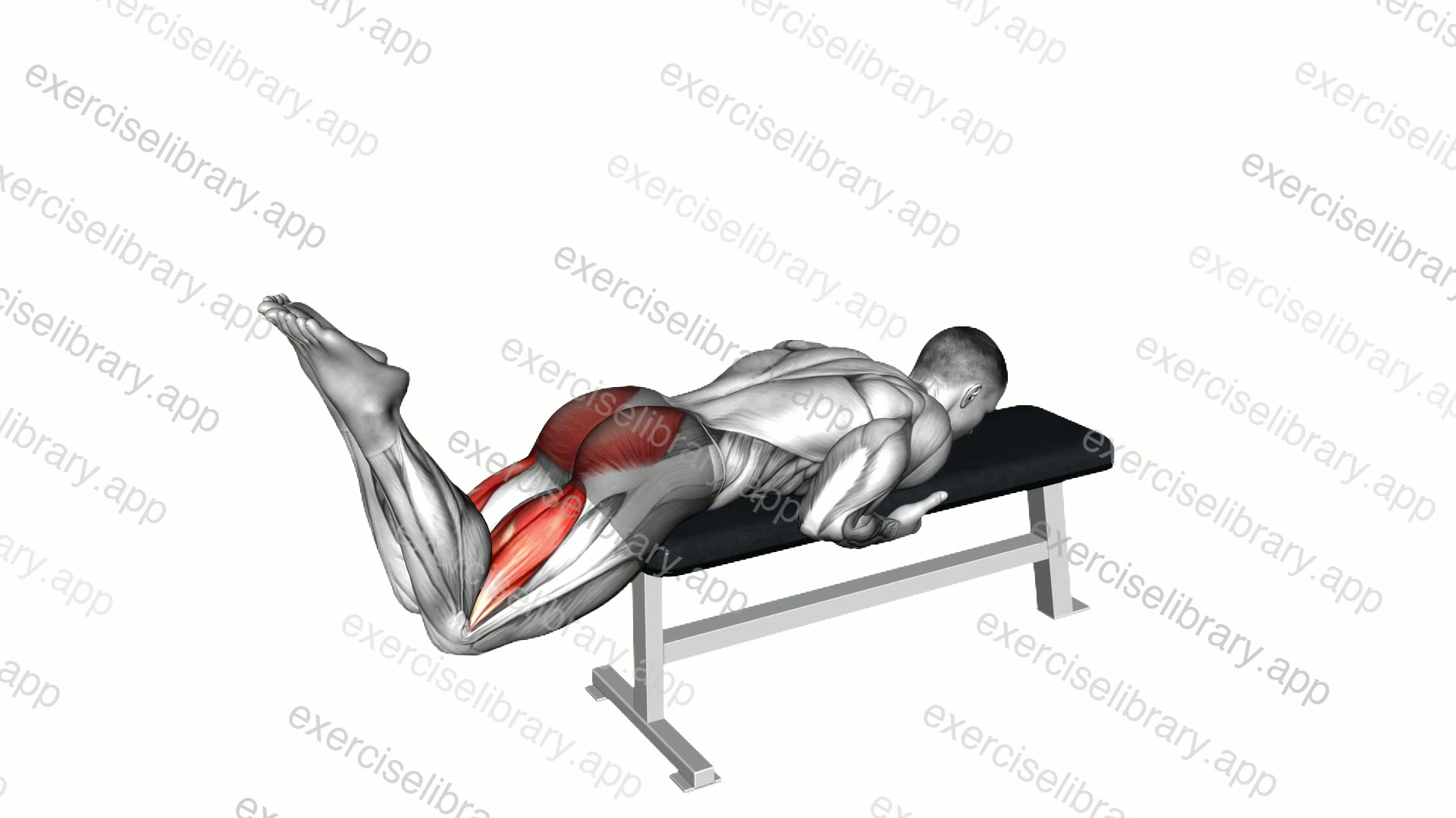 Reverse Hyperextension on Bench demonstration