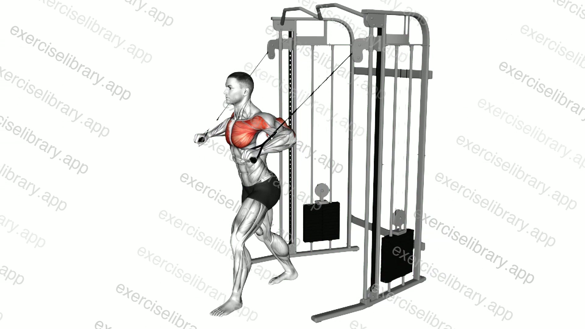 Cable Low Chest Press demonstration