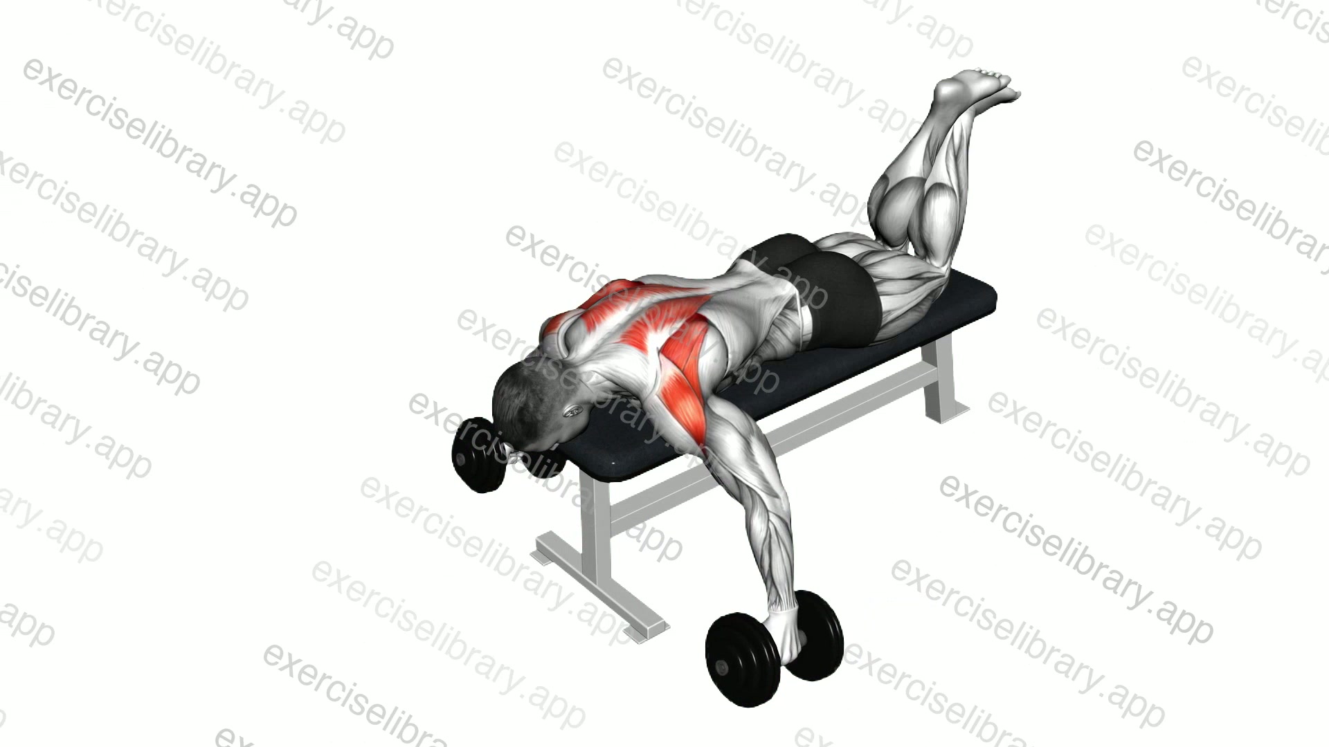 Dumbbell Prone Full Can Exercise demonstration