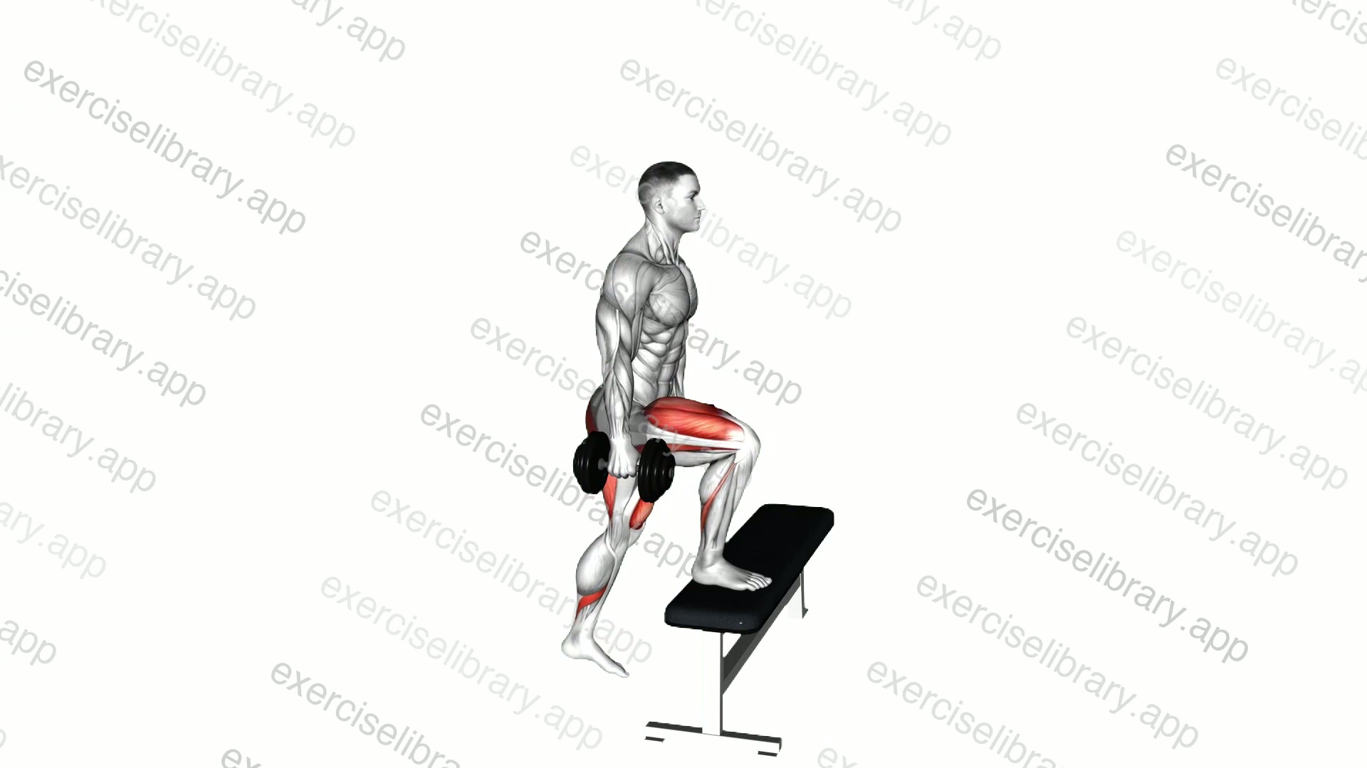 Dumbbell Step-up demonstration