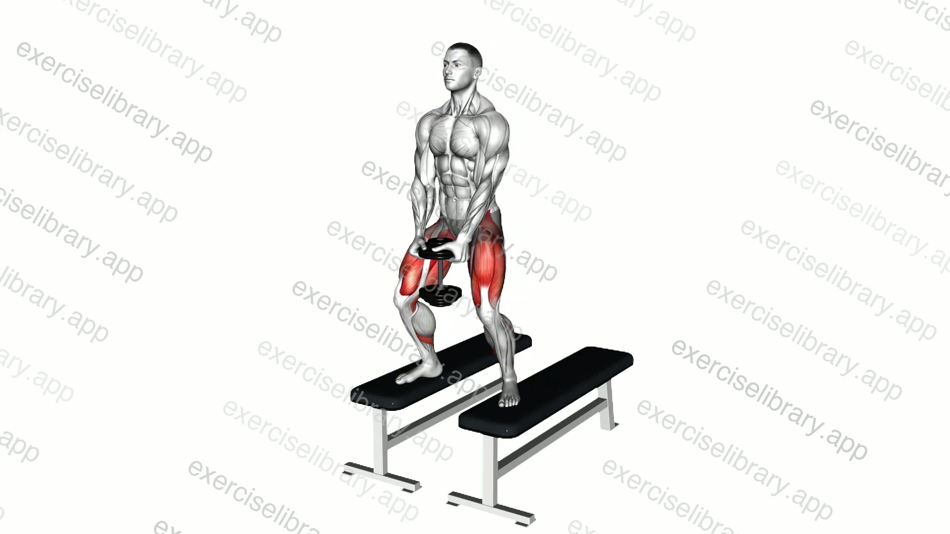 Dumbbell Sumo Squat Off Benches demonstration