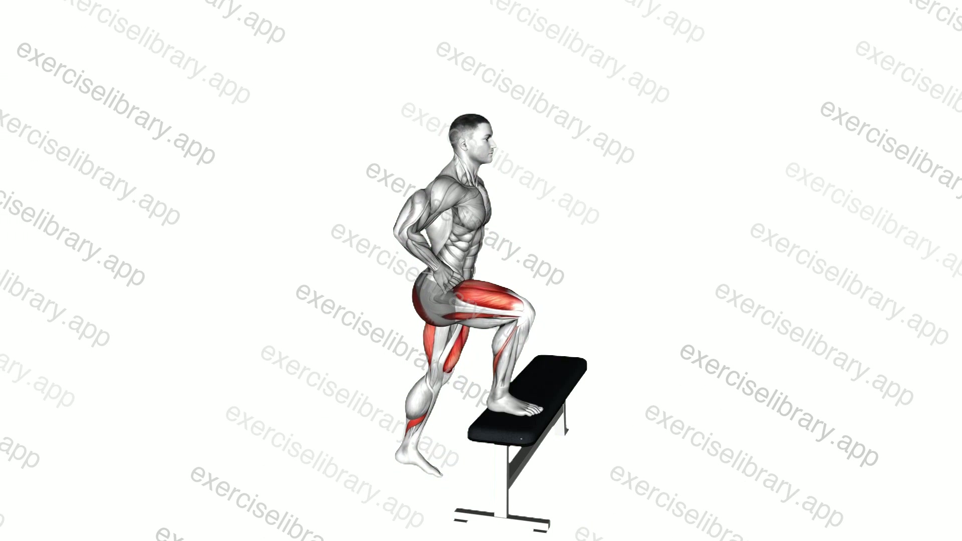 Bodyweight Step-up demonstration