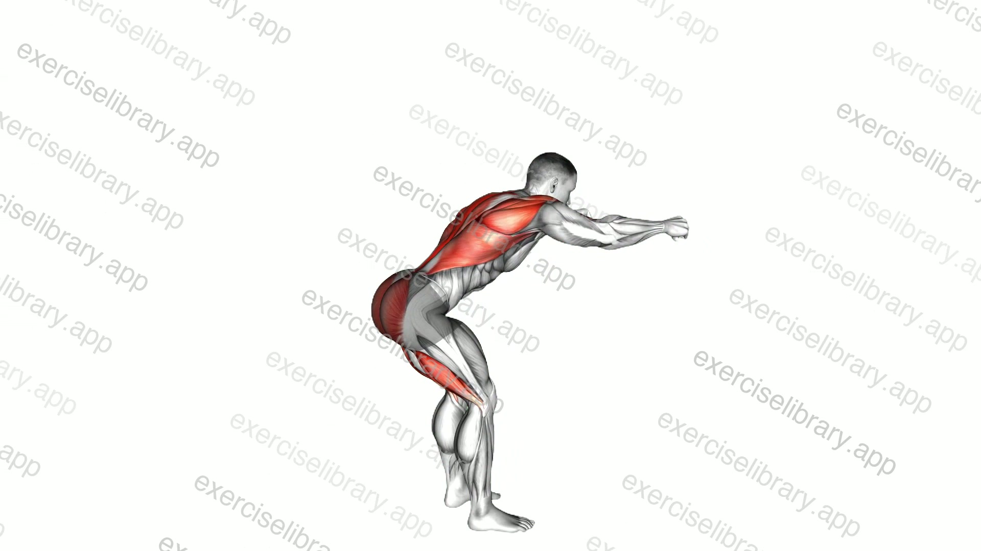 Bodyweight Good Morning Row demonstration