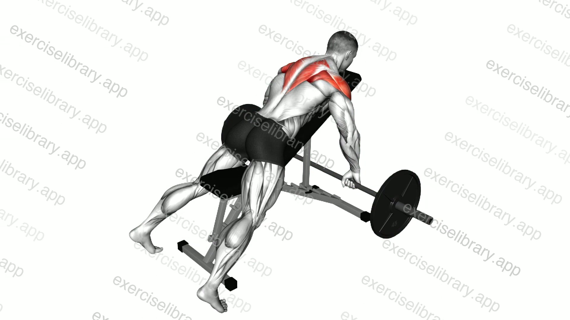Barbell Incline Rear Delt Row demonstration