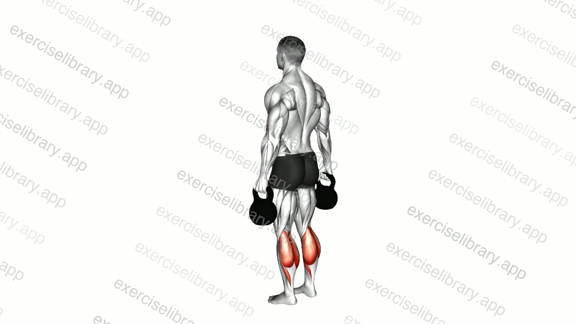 Kettlebell Standing Calf Raise demonstration