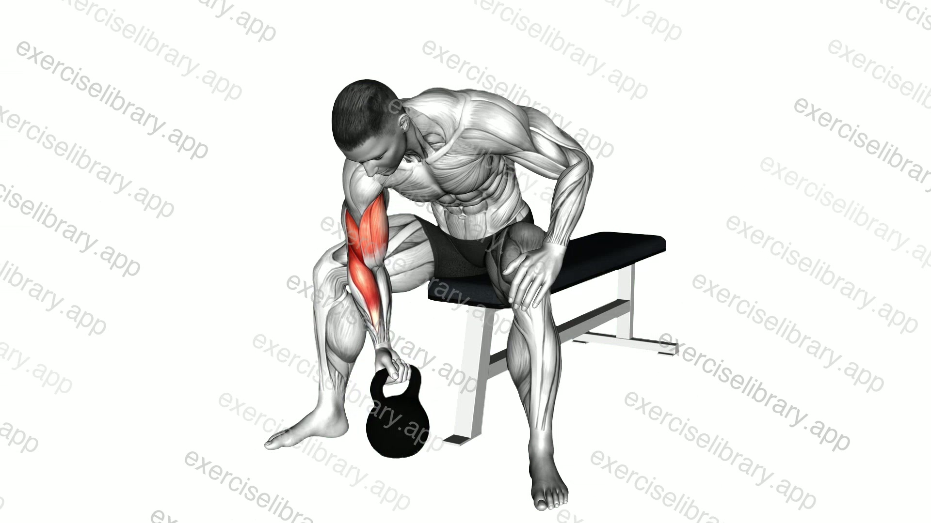 Kettlebell Concentration Curl demonstration