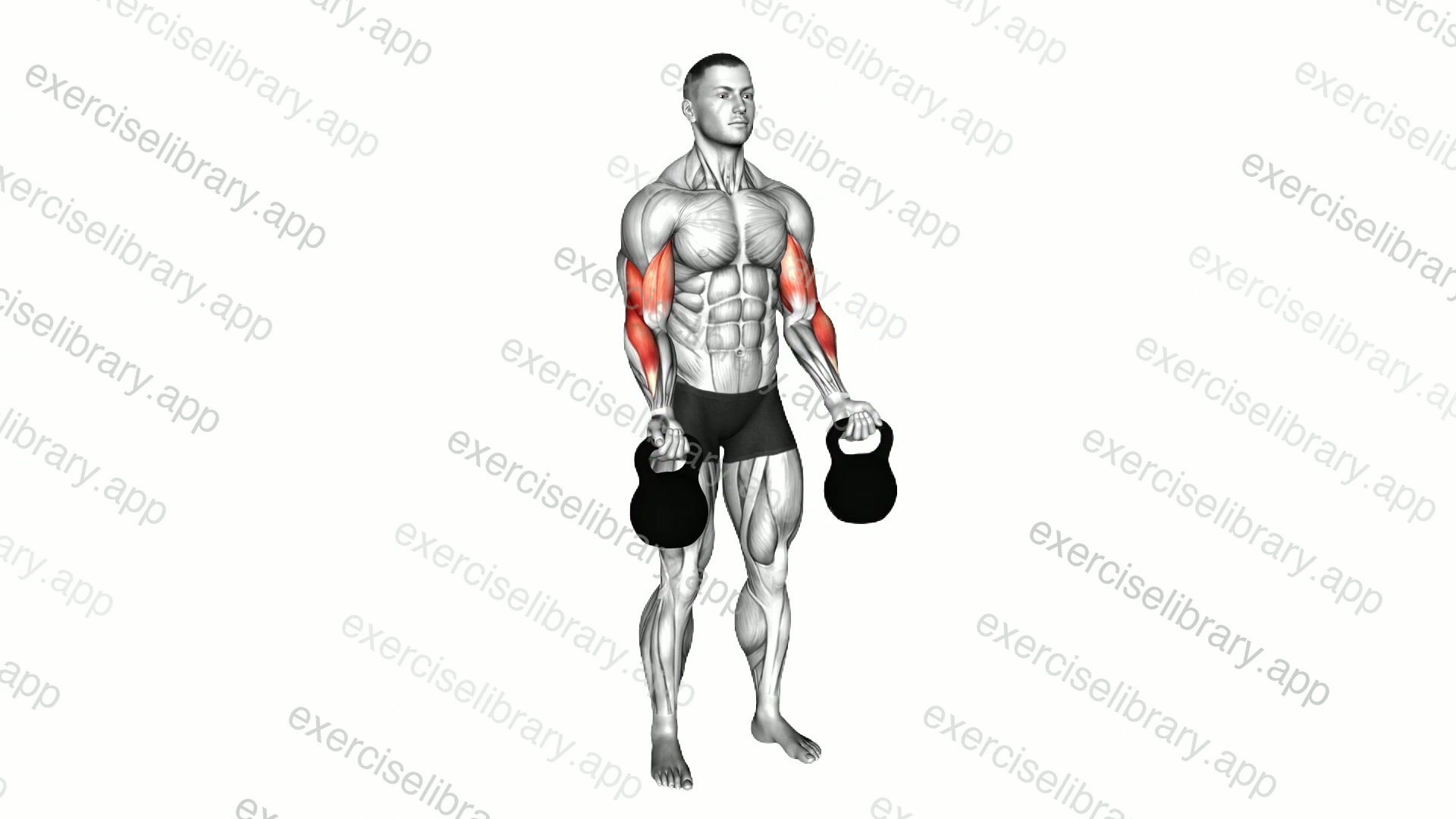Kettlebell Biceps Curl demonstration