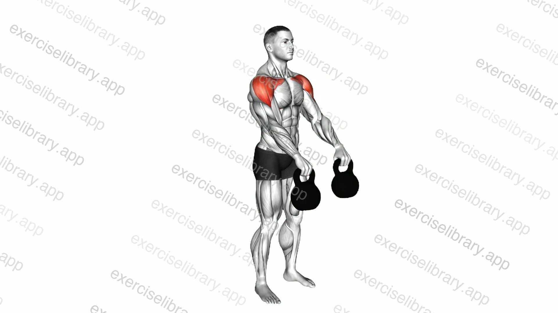 Kettlebell Front Raise demonstration