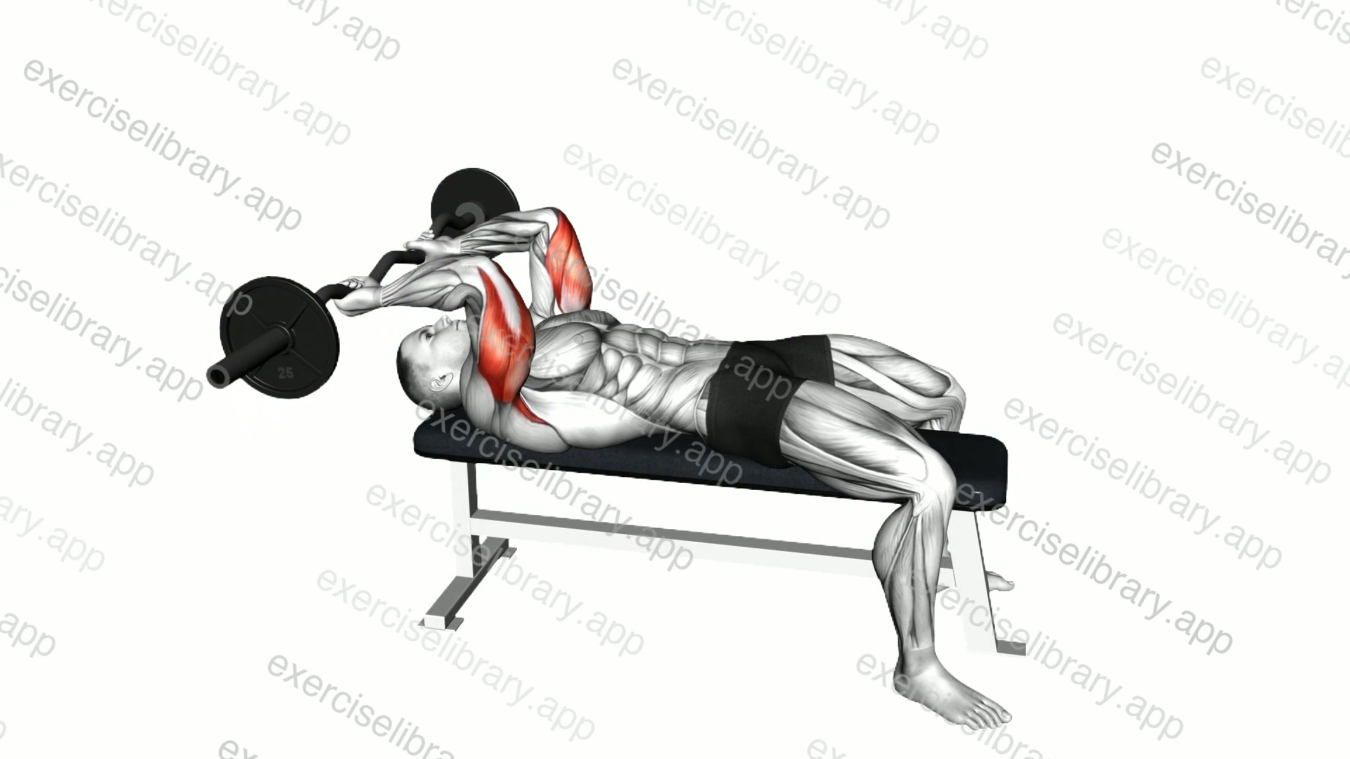 EZ Barbell Lying Triceps Extension demonstration