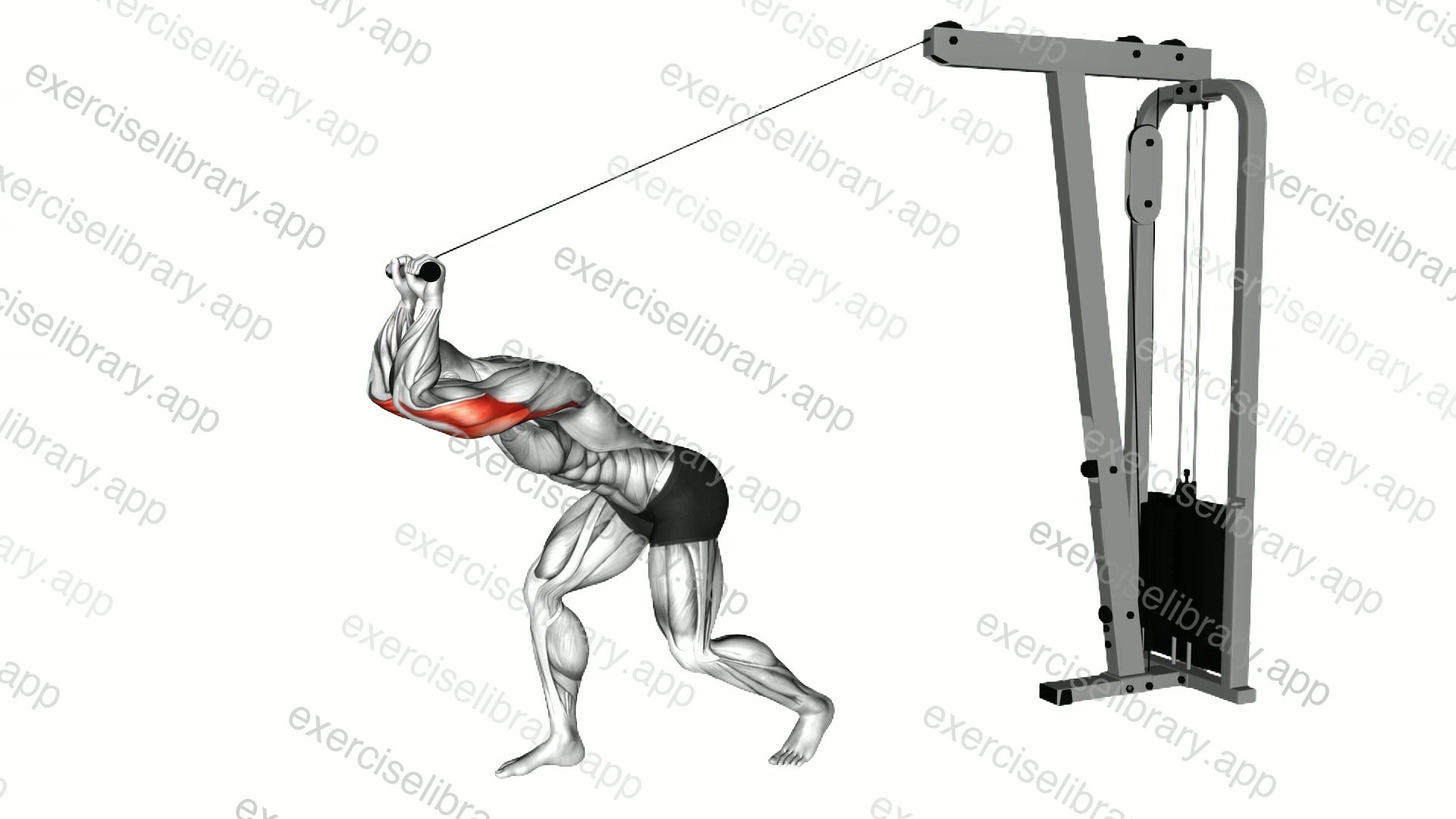 Cable High Pulley Straight Bar Overhead Triceps Extension demonstration
