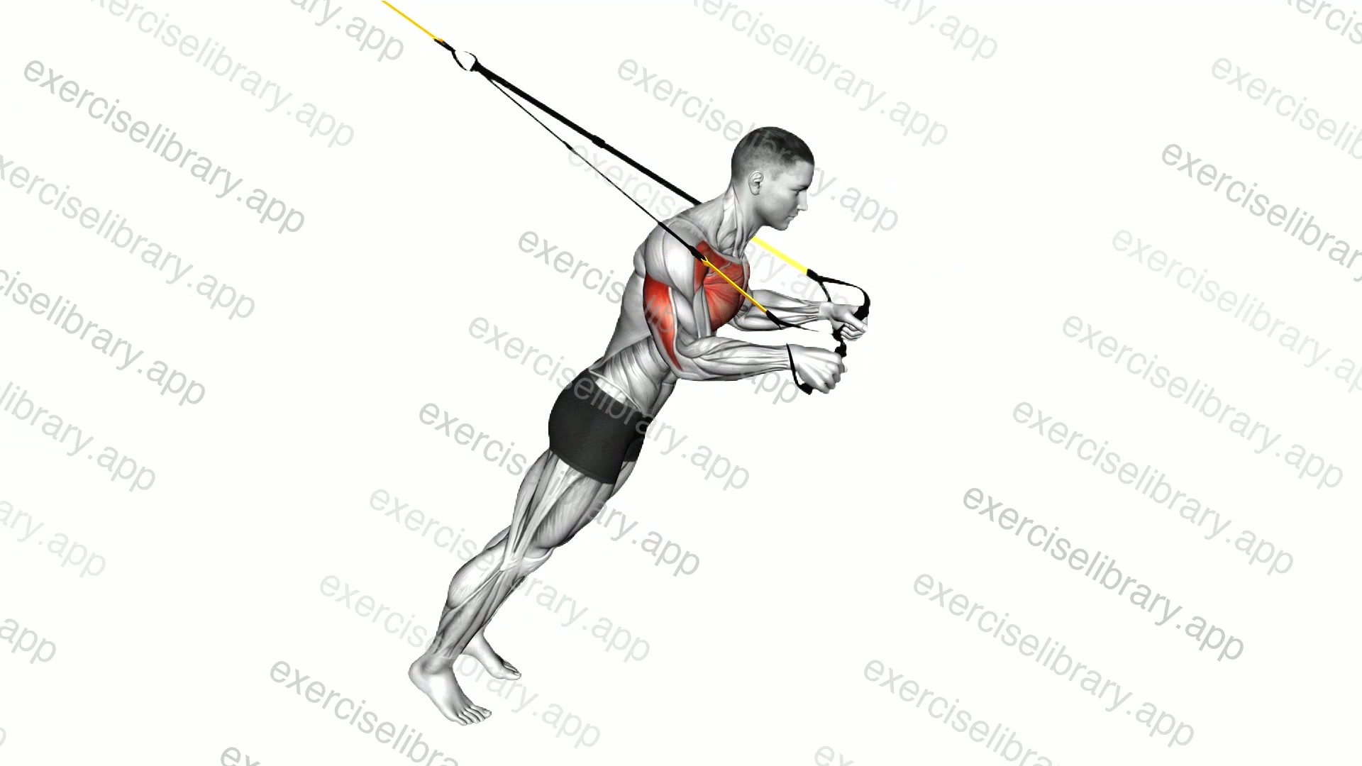 Suspender Close grip Chest Press demonstration