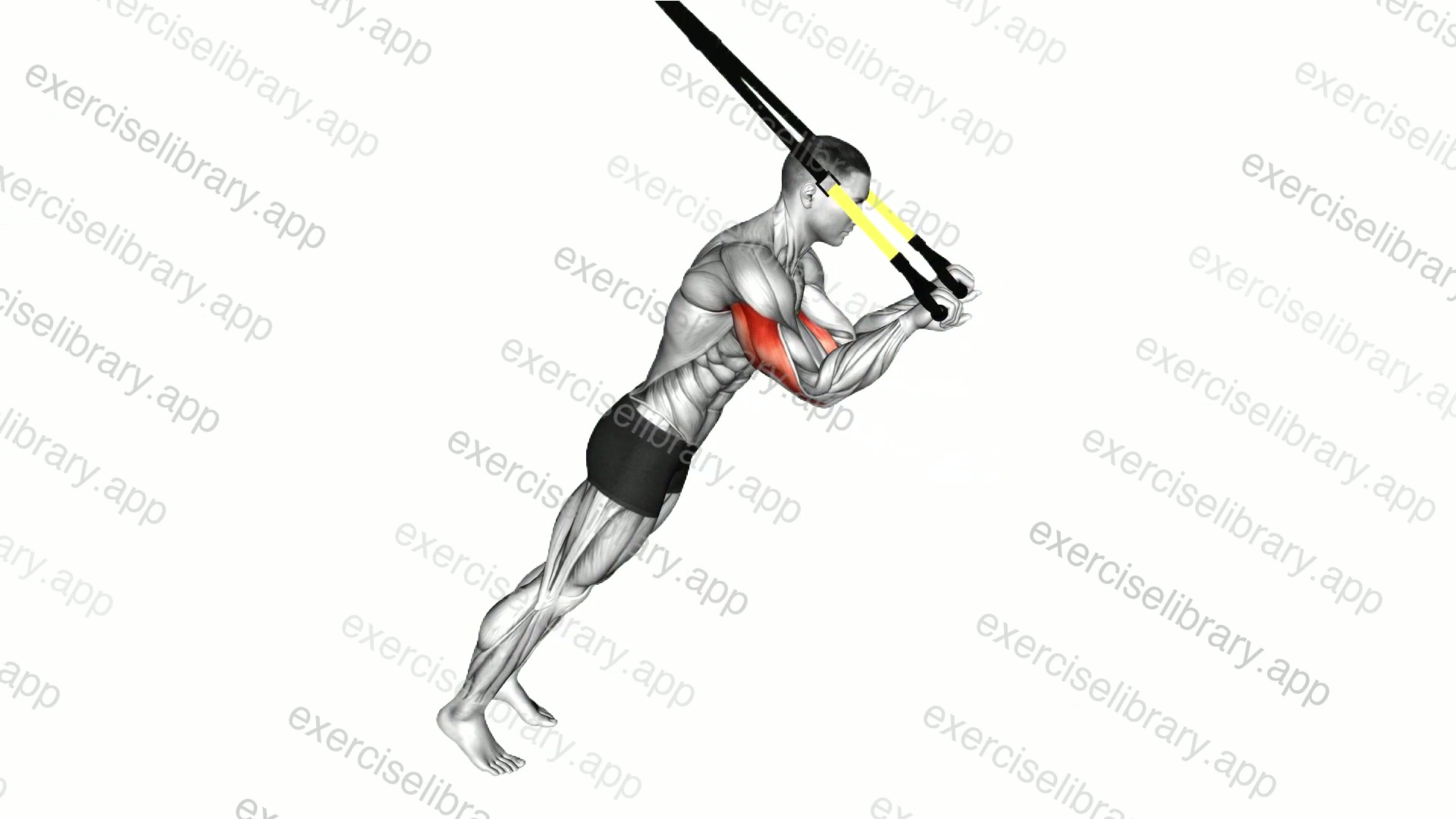 Suspender Triceps Extension demonstration