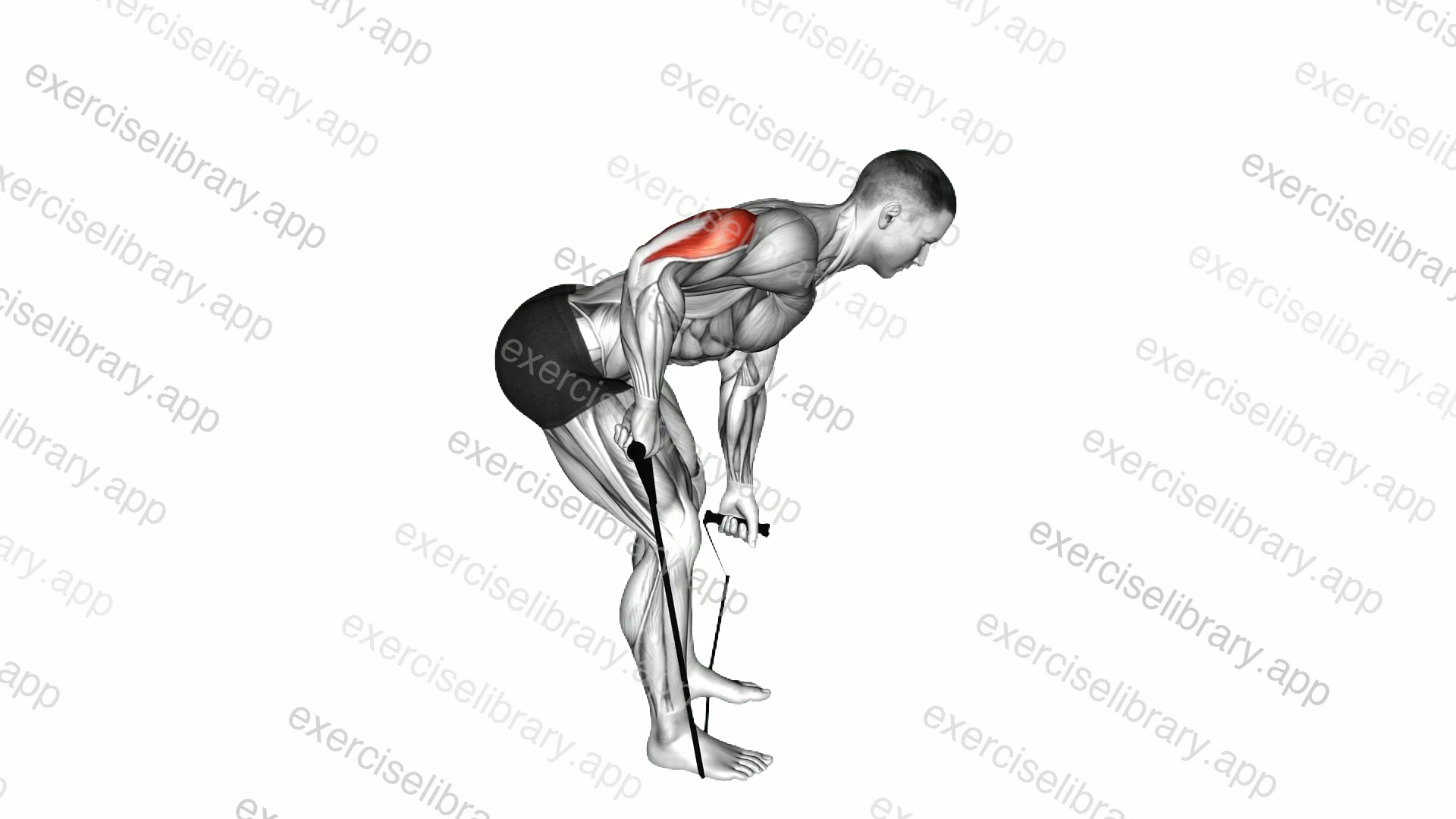 Band Bent over One Arm Kickback demonstration