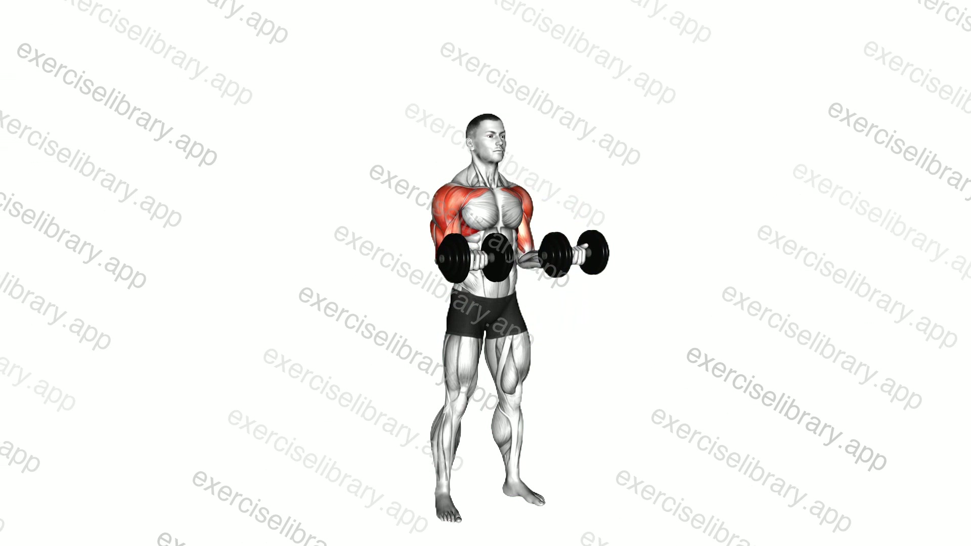 Dumbbell Curl Press Extension demonstration