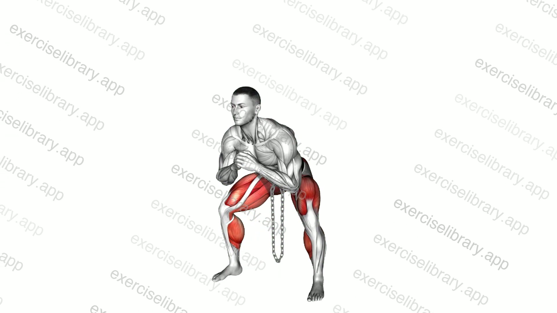 Weighted Chain Sumo Deadlift demonstration