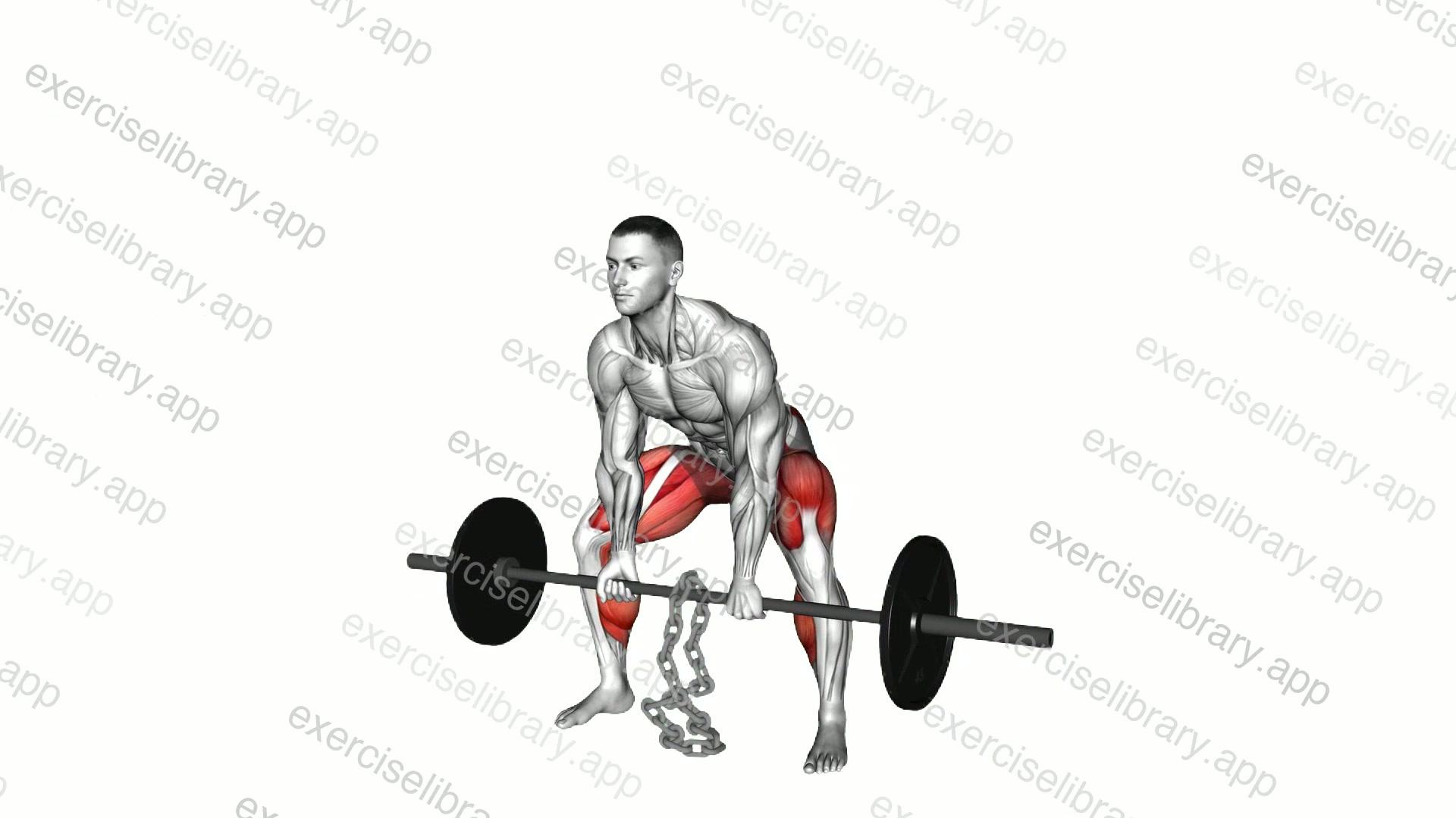Barbell Weighted Chains Sumo Deadlift demonstration