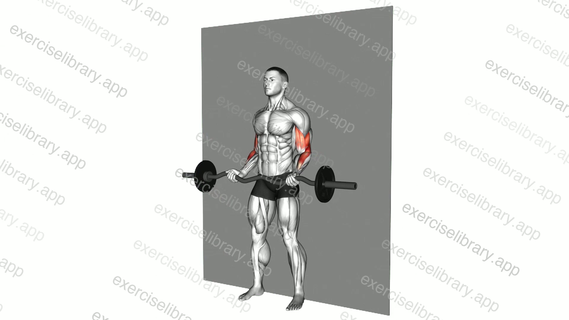 EZ Barbell Srtict Curl demonstration