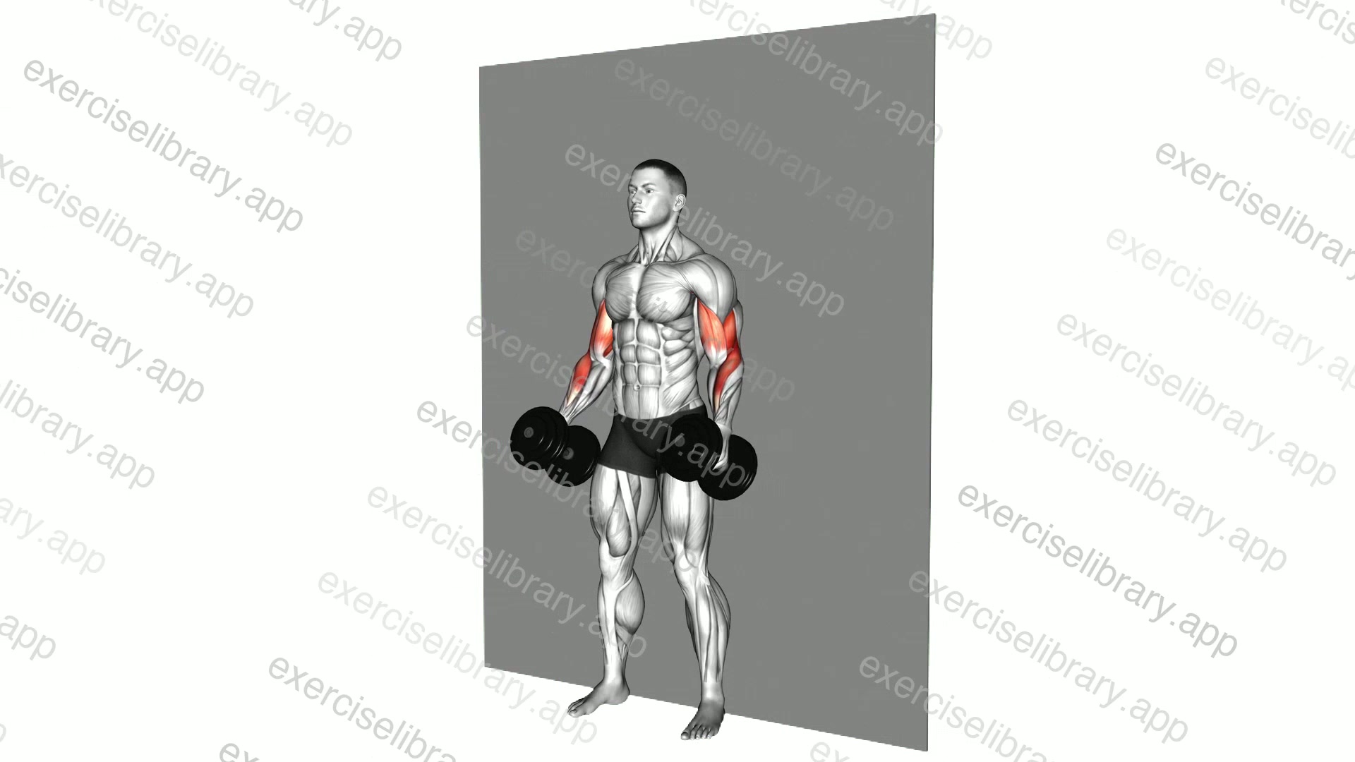 Dumbbell Srtict Curl demonstration