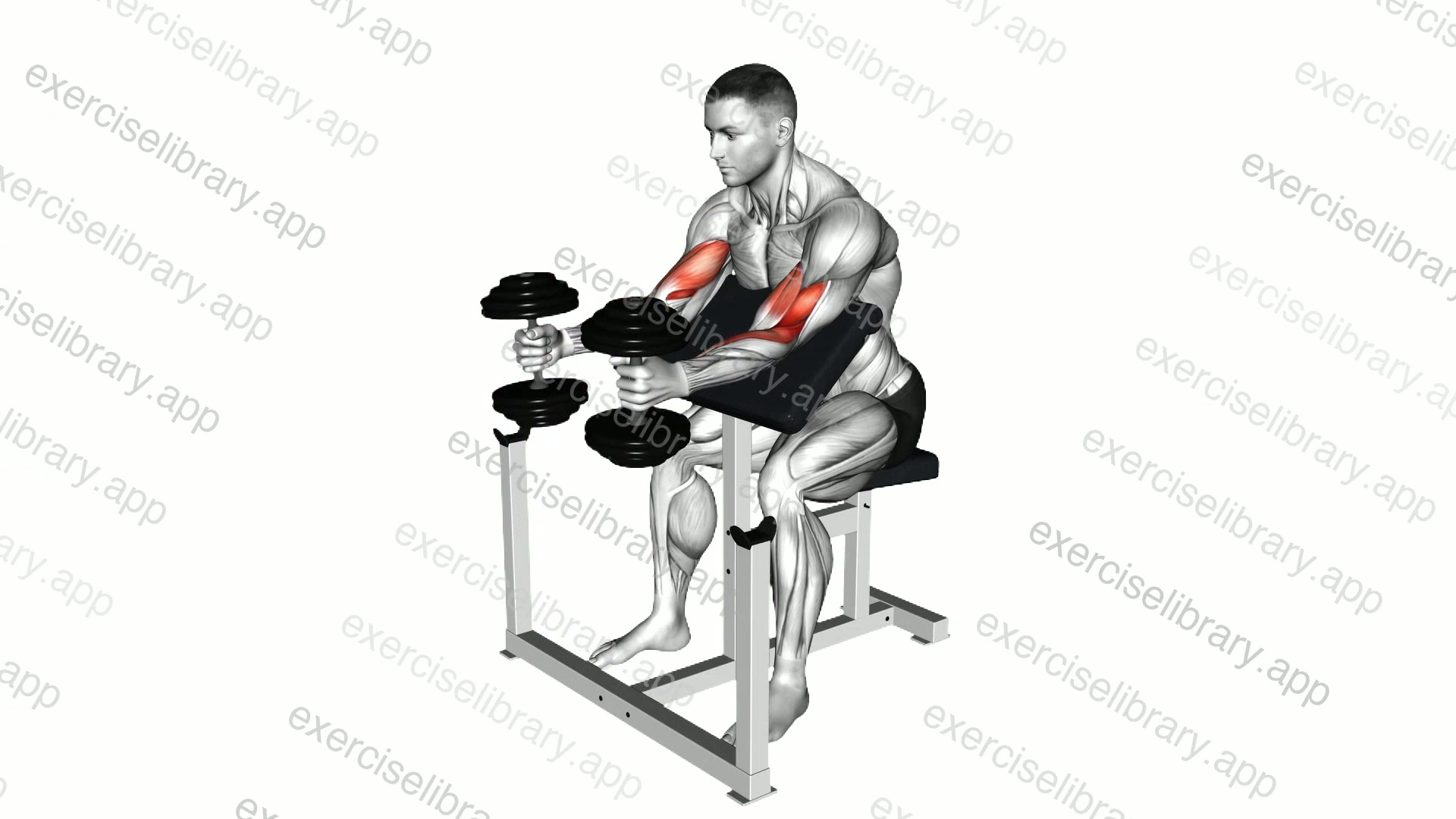 Dumbbell Hammer Preacher Curl demonstration