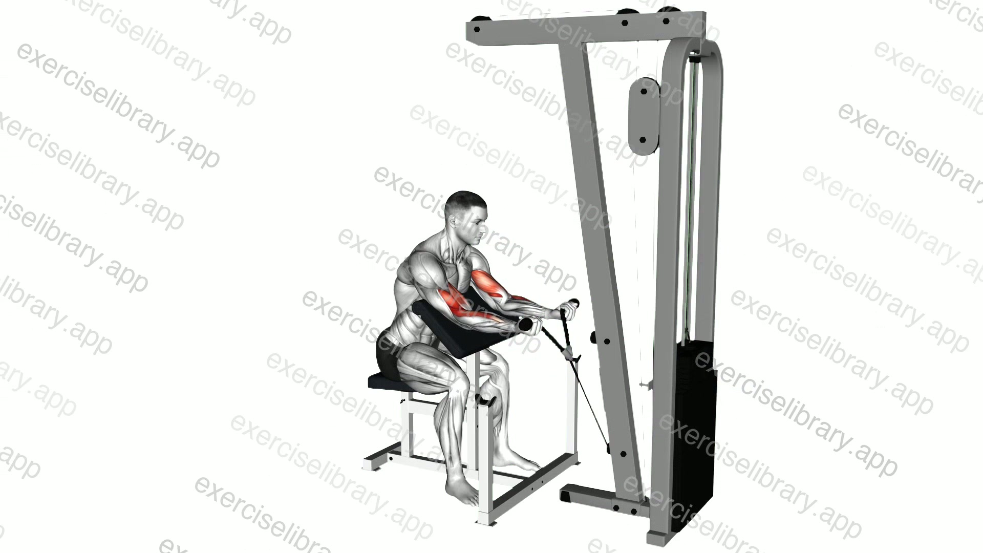 Cable Preacher Curl demonstration