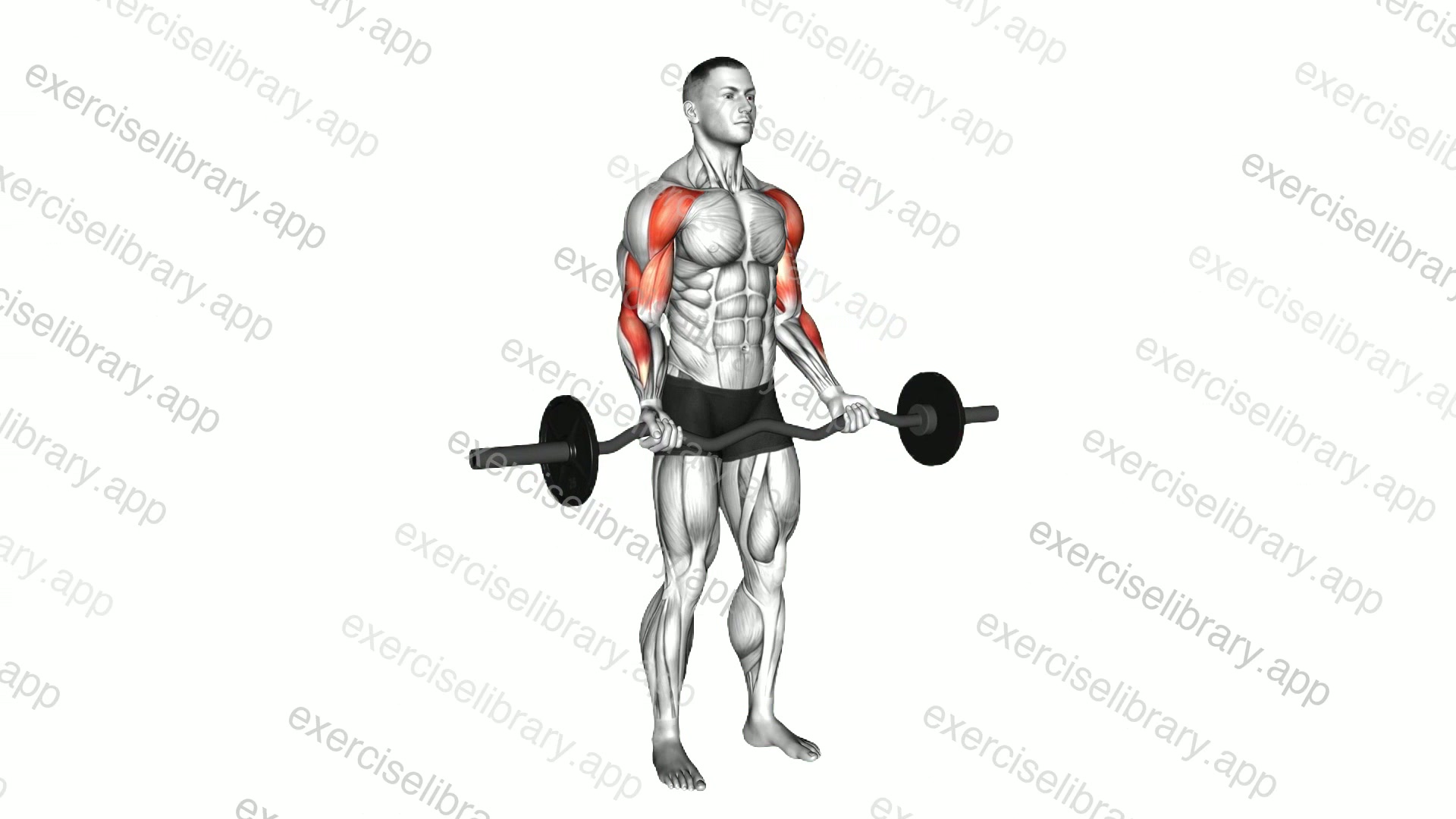 EZ Barbell Drag Curl demonstration