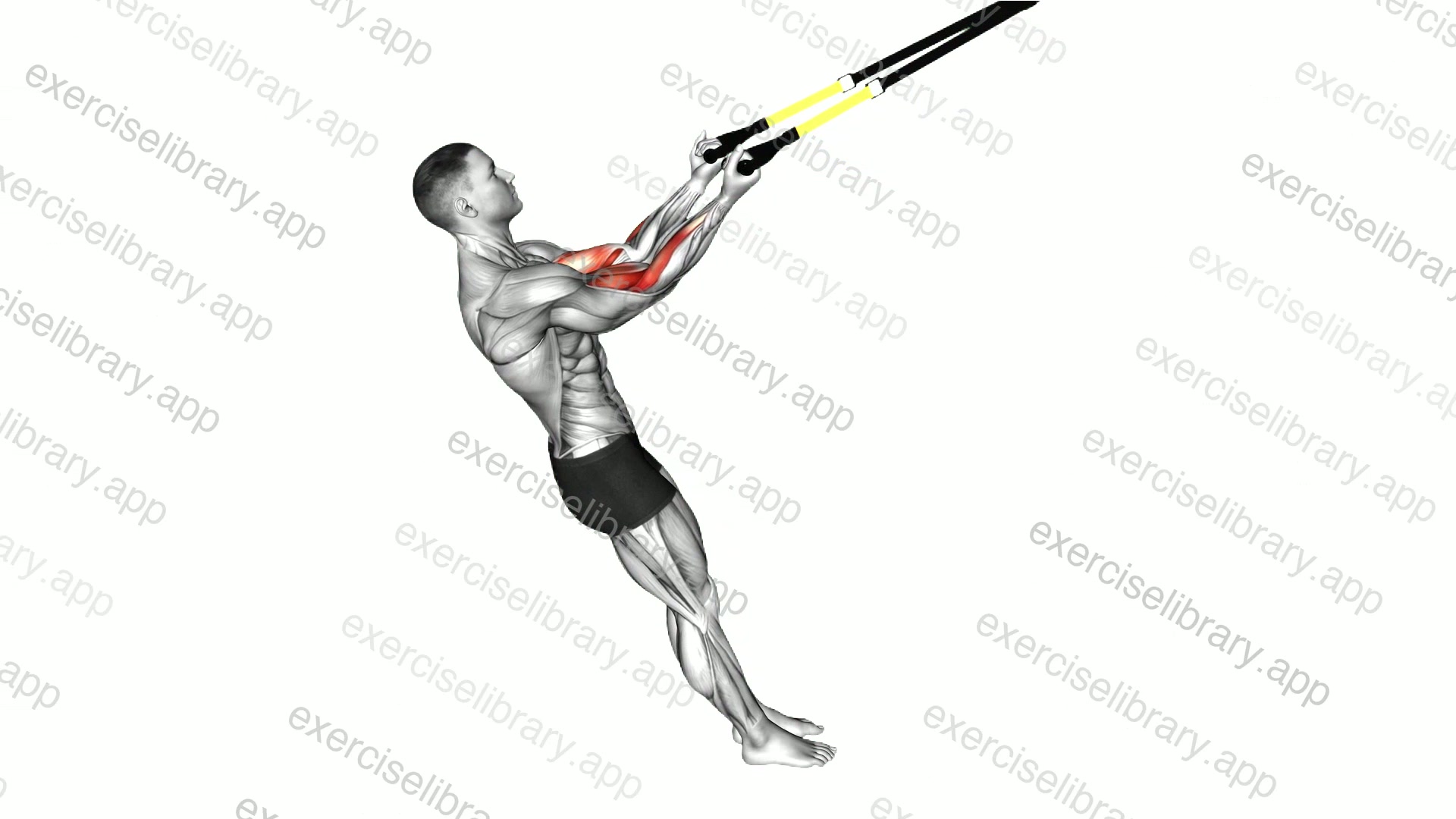 Suspender Arm Curl demonstration