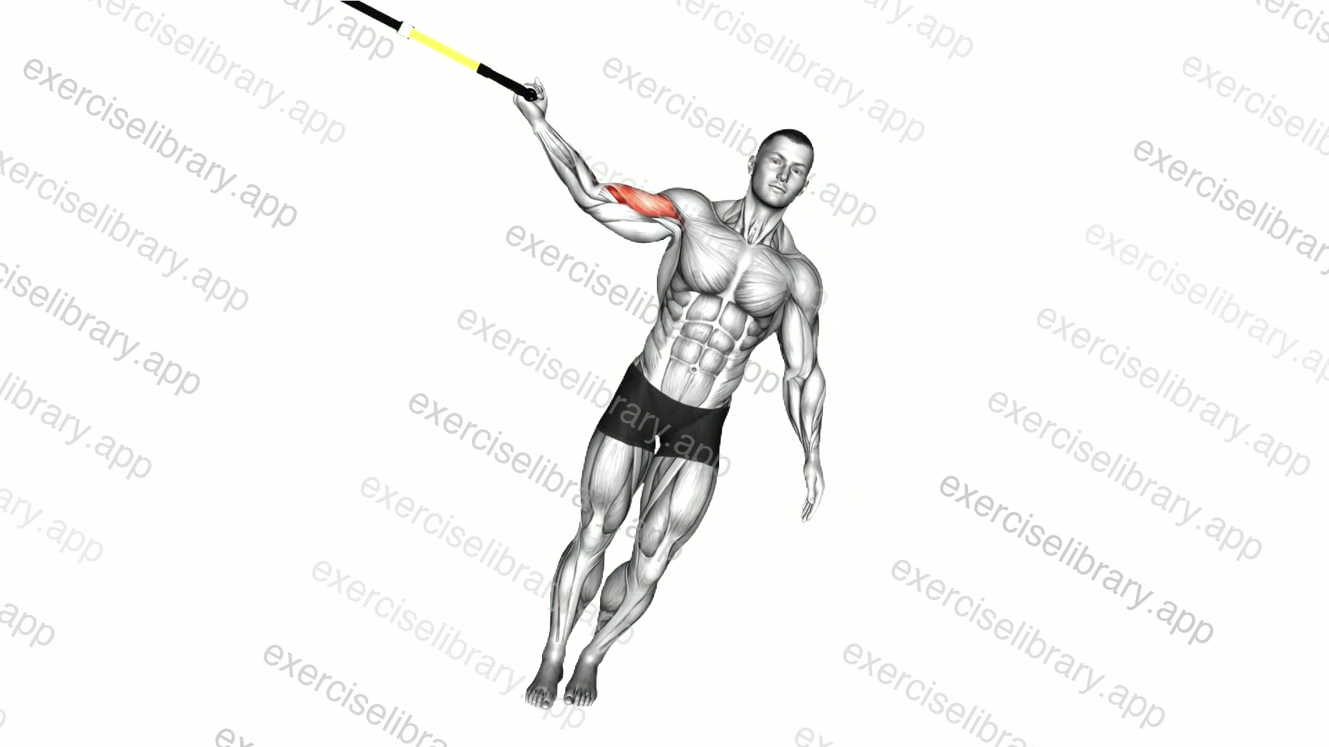 Suspender One Arm Biceps Curl demonstration