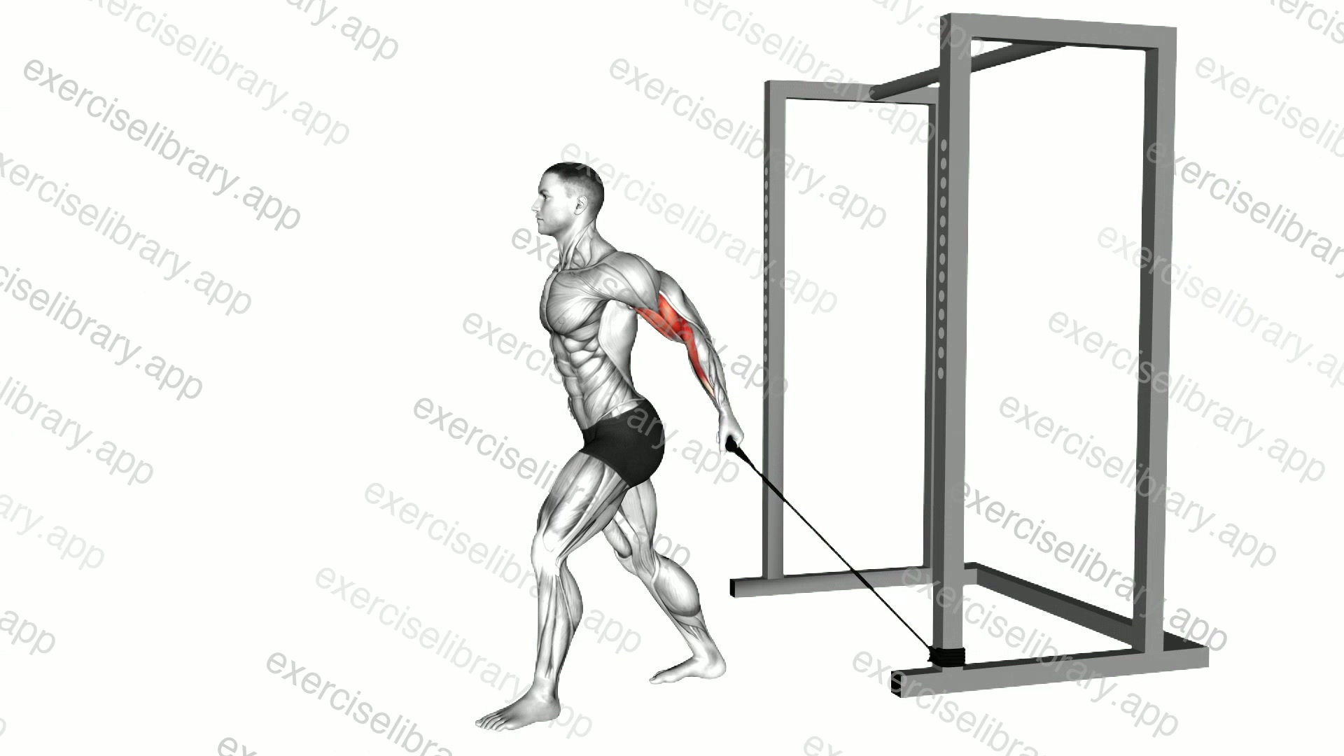 Band 45 degrees One Arm Biceps Curl demonstration