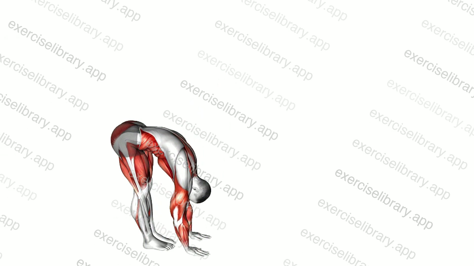 Inchworm and Plank Leg Lift demonstration