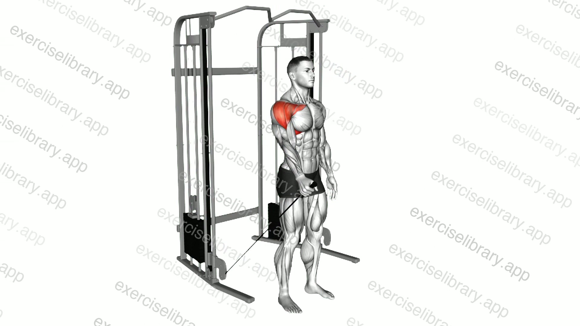 Cable Single Arm Neutral Grip Front Raise demonstration