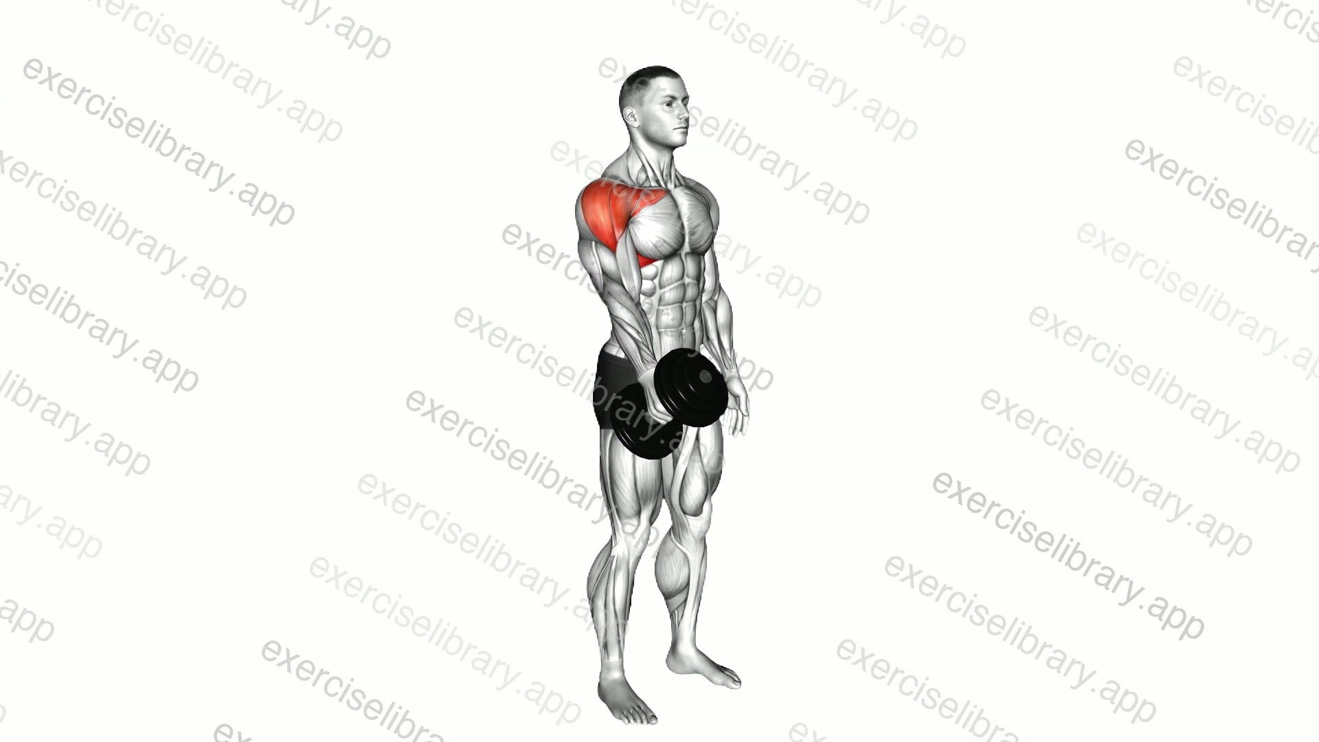 Dumbbell Single Arm Neutral Grip Front Raise demonstration