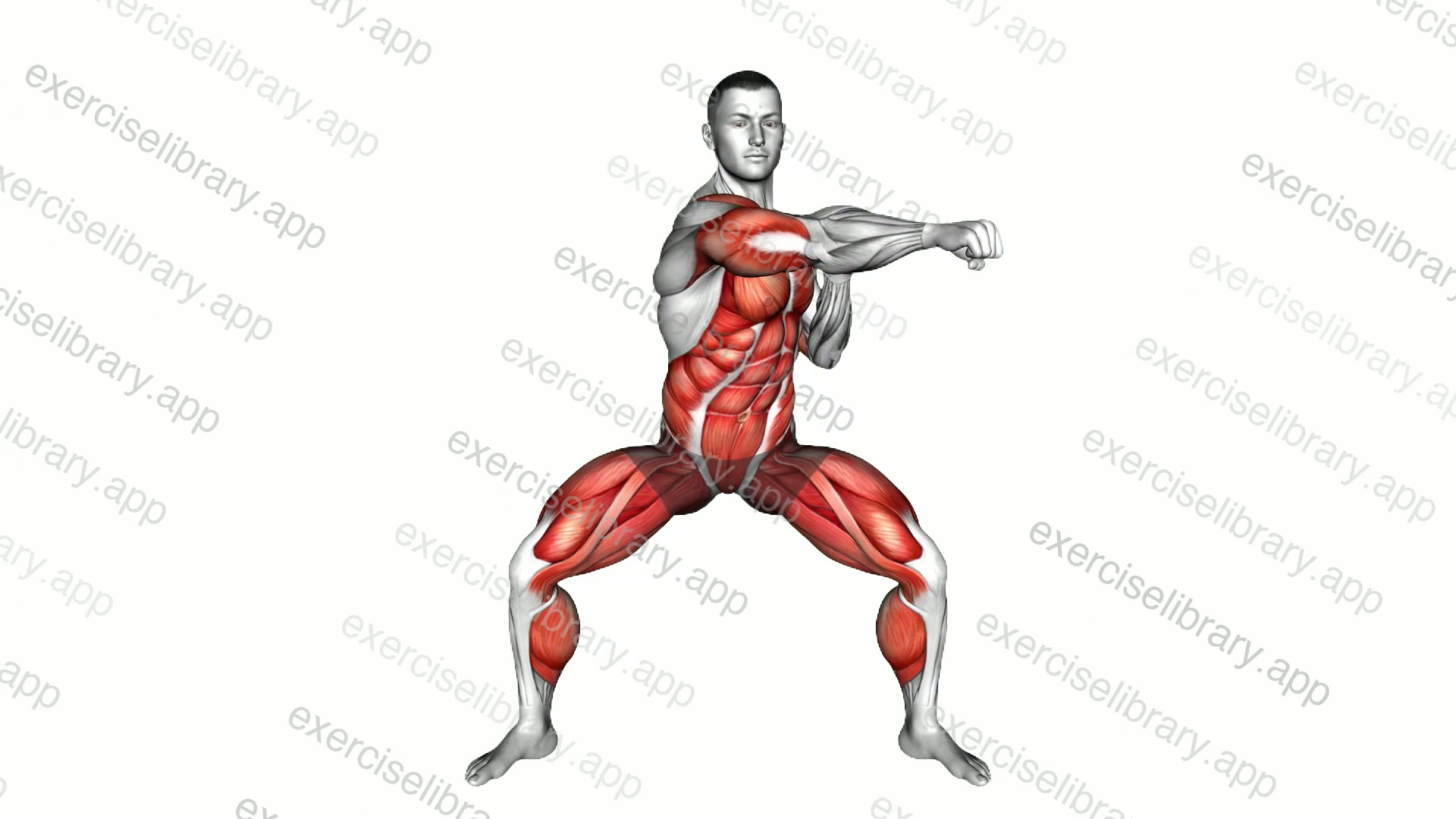 Half Squat Torso Punches demonstration
