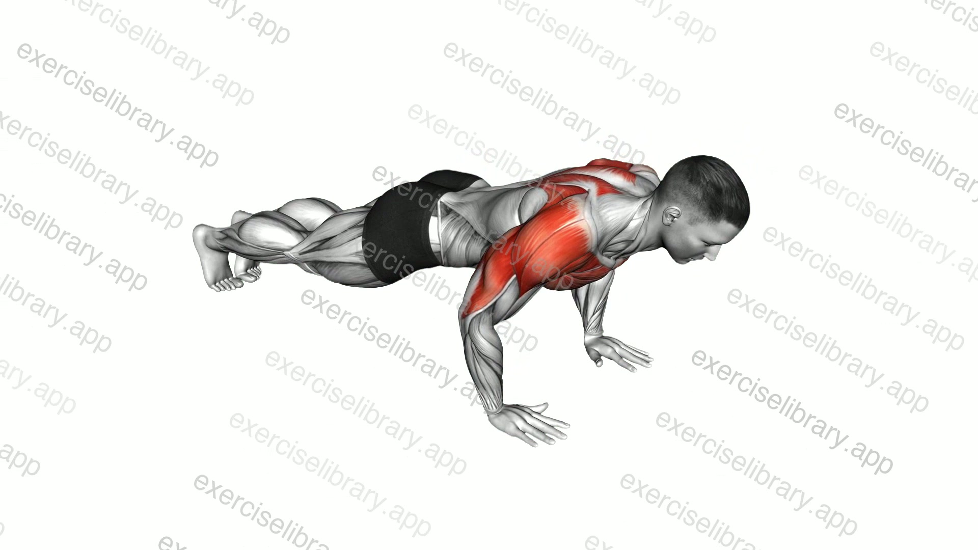 Lay Down Push-up demonstration