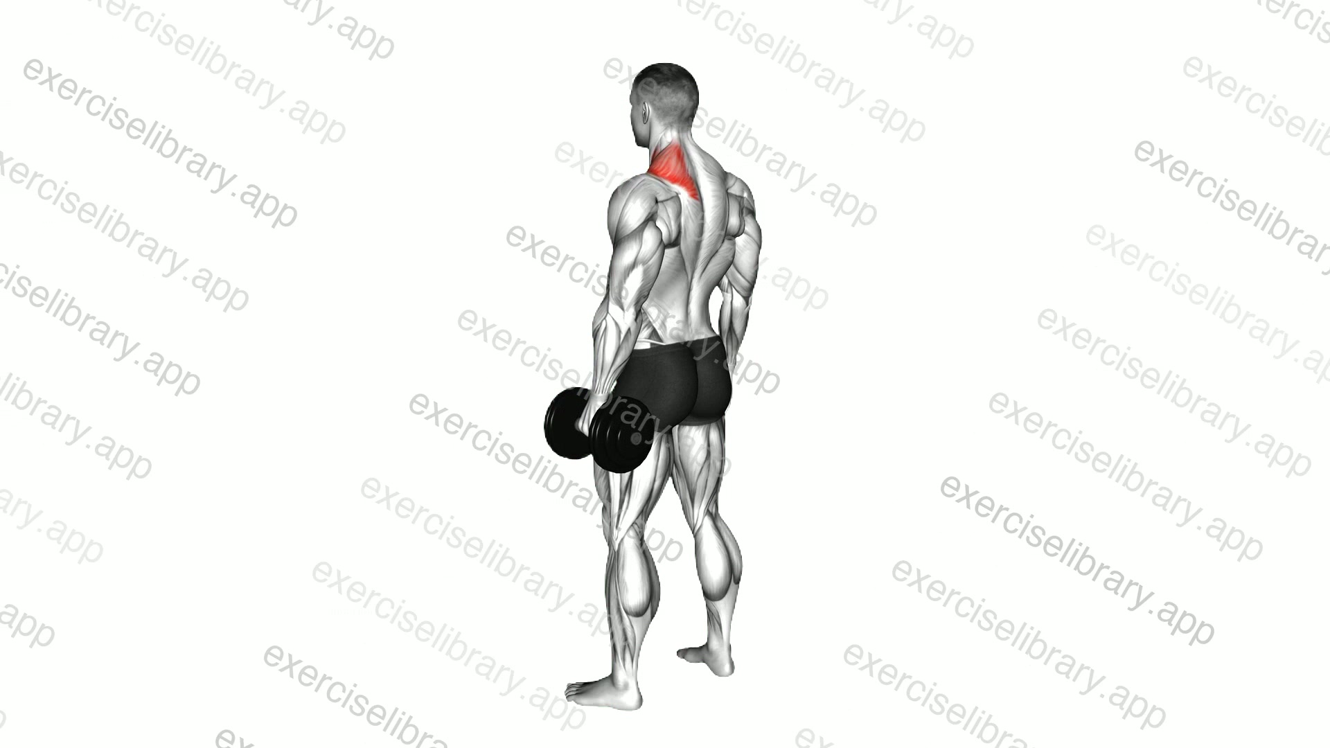 Dumbbell Single Arm Shrug demonstration