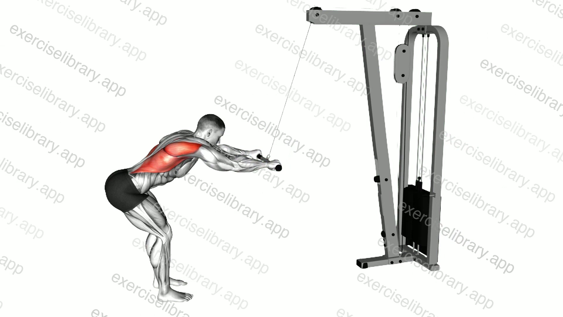 Cable Straight Arm Pulldown demonstration