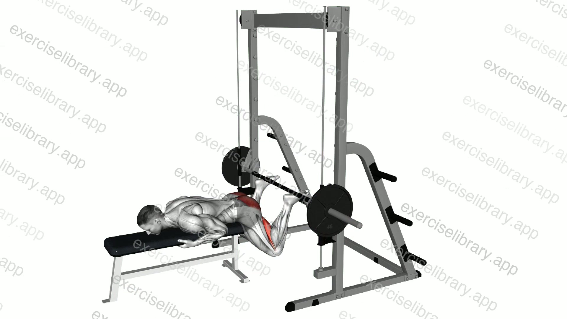 Smith Reverse Hyperextension demonstration