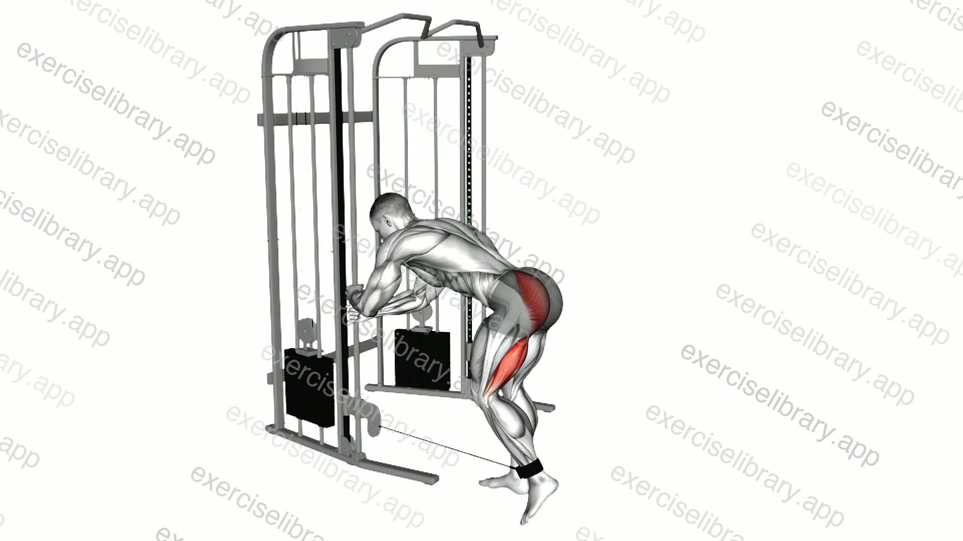 Cable Donkey Kickback demonstration