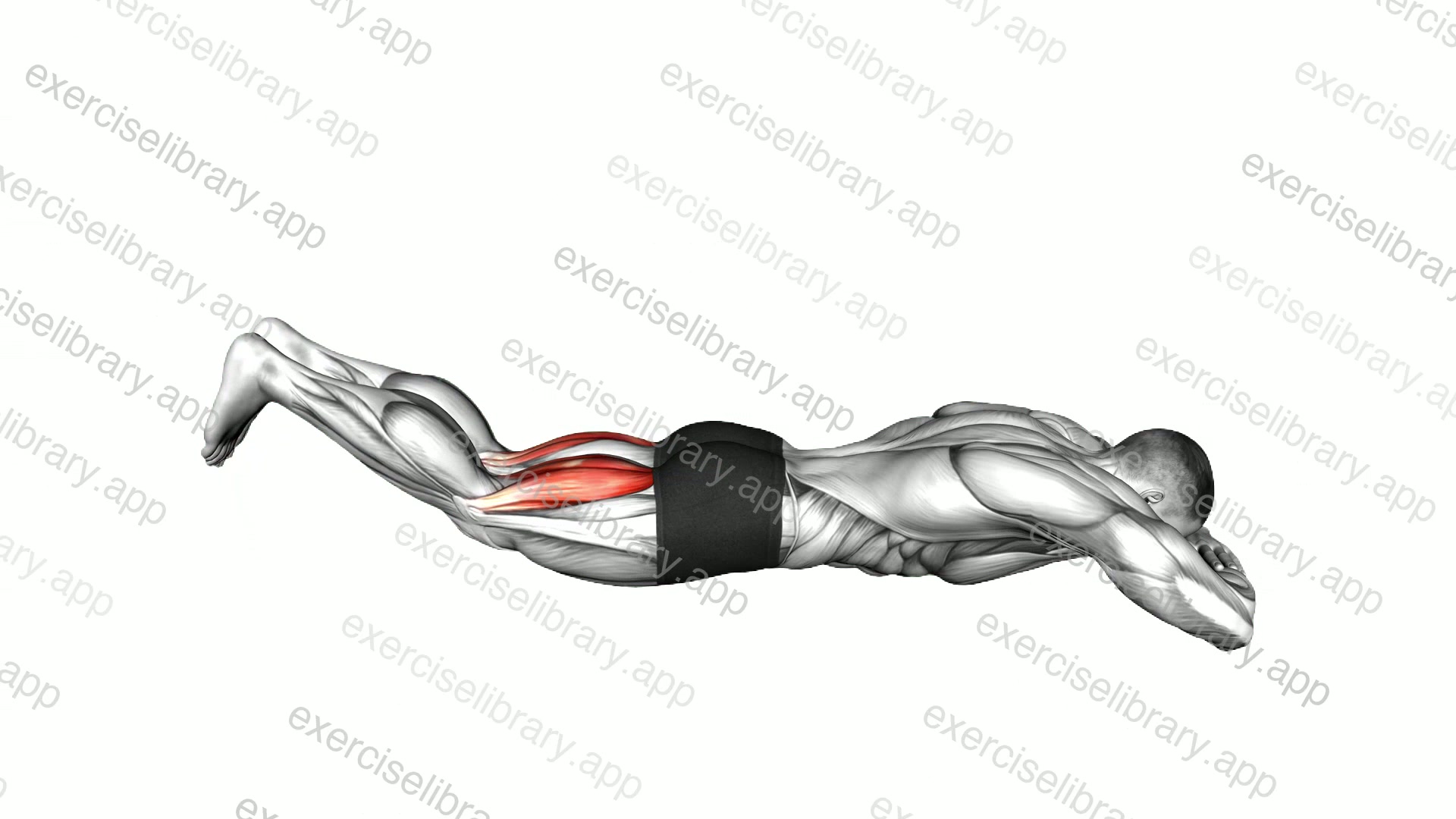 Bodyweight Lying Legs Curl demonstration