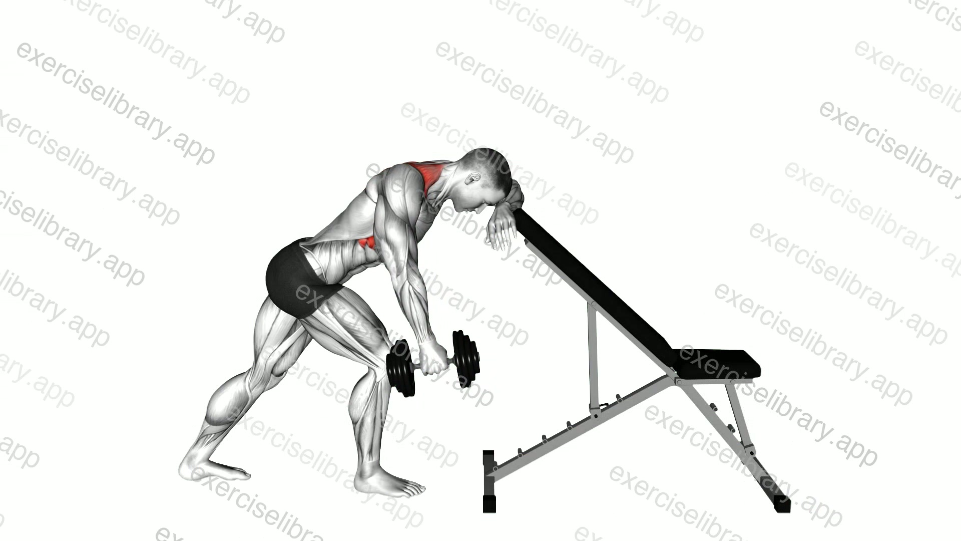 Dumbbell Unilateral Scapula Raise demonstration