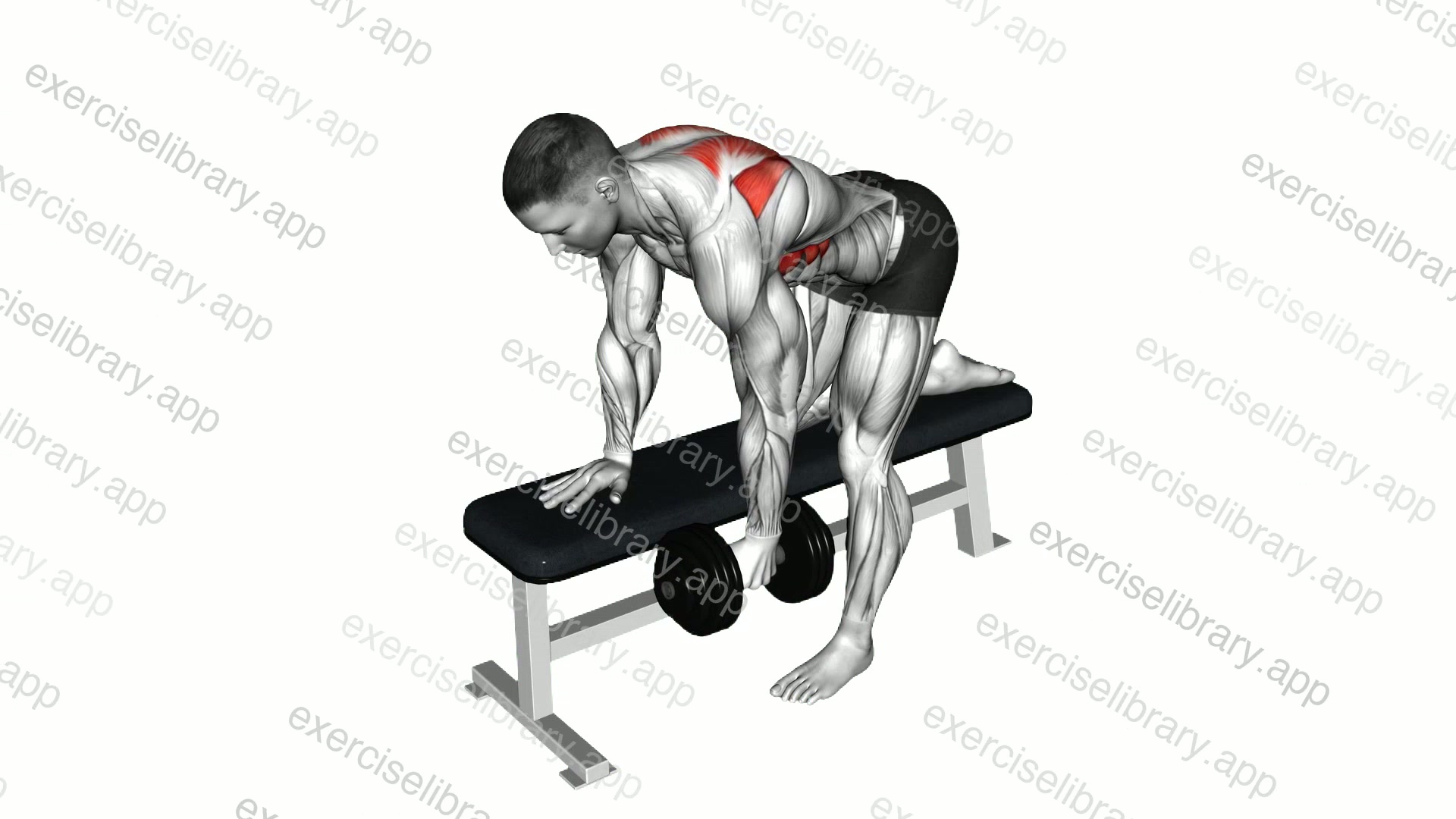 Dumbbell Bent Over Scapula Row demonstration
