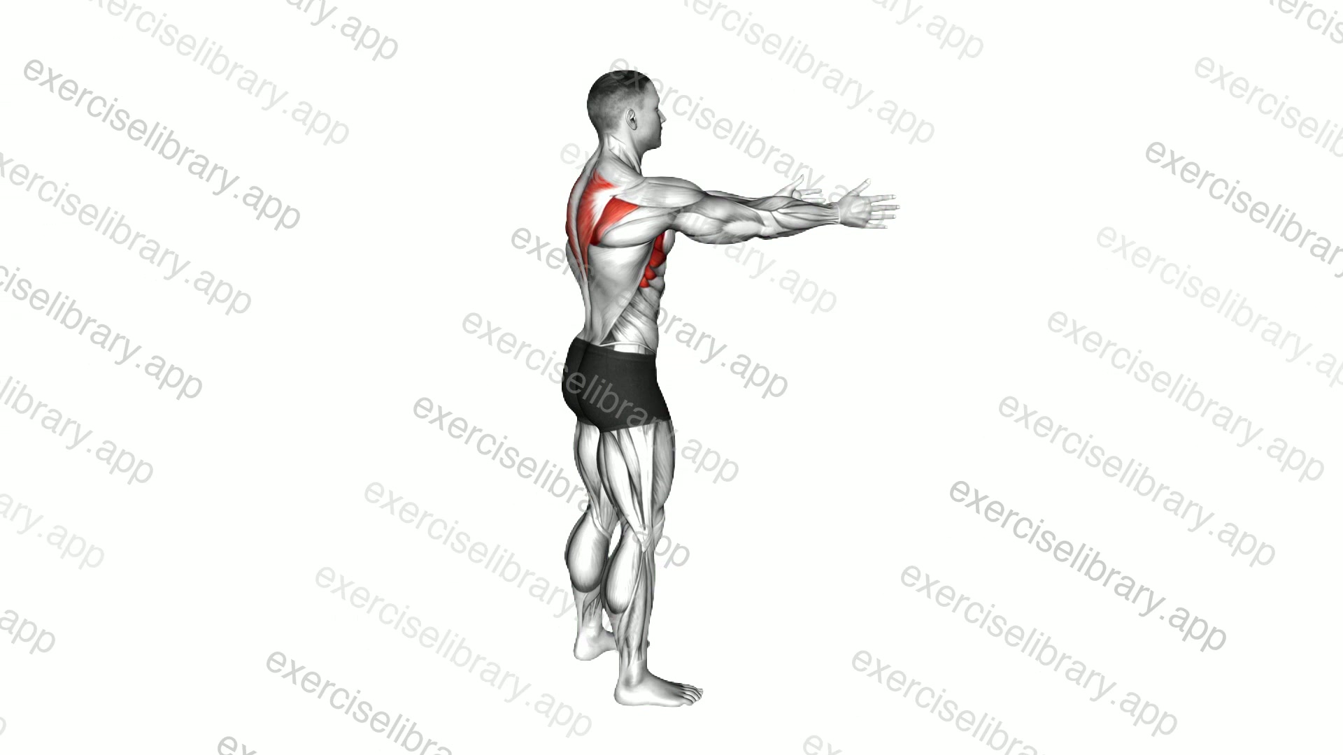 Bodyweight Standing Scapula Row demonstration