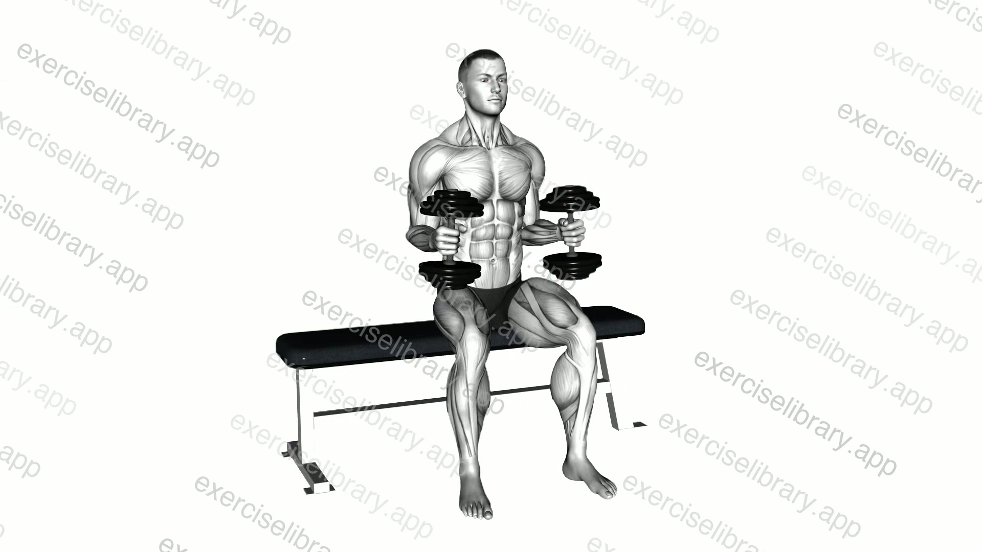 Dumbbell Seated External Rotation demonstration