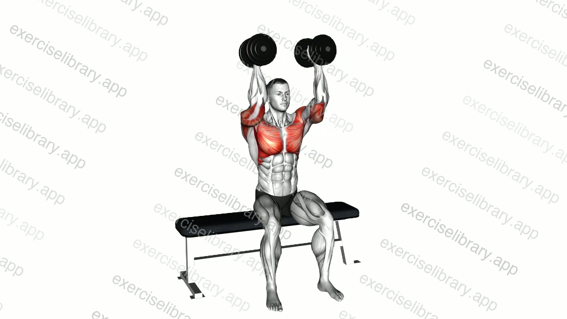 Dumbbell Seated Reverse Arnold Press demonstration